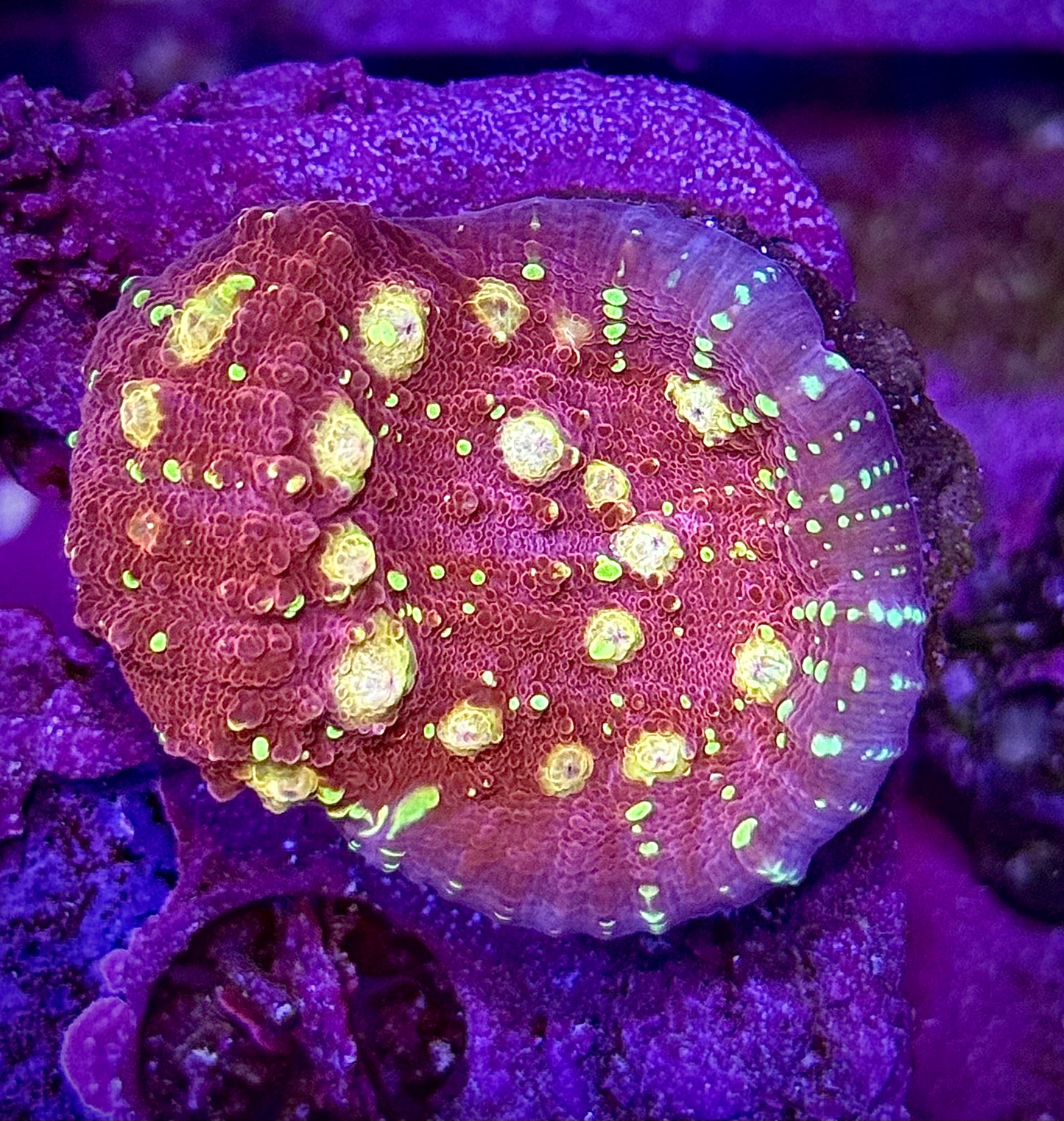 JF Gold Meister Chalice