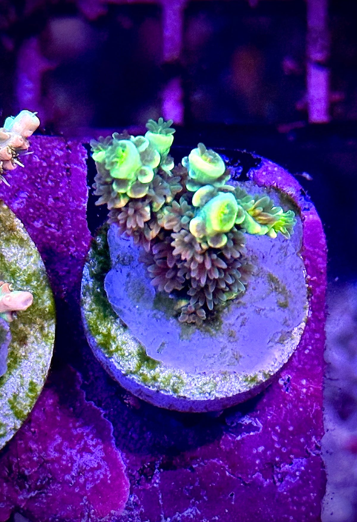 BkChem Fruit Loops