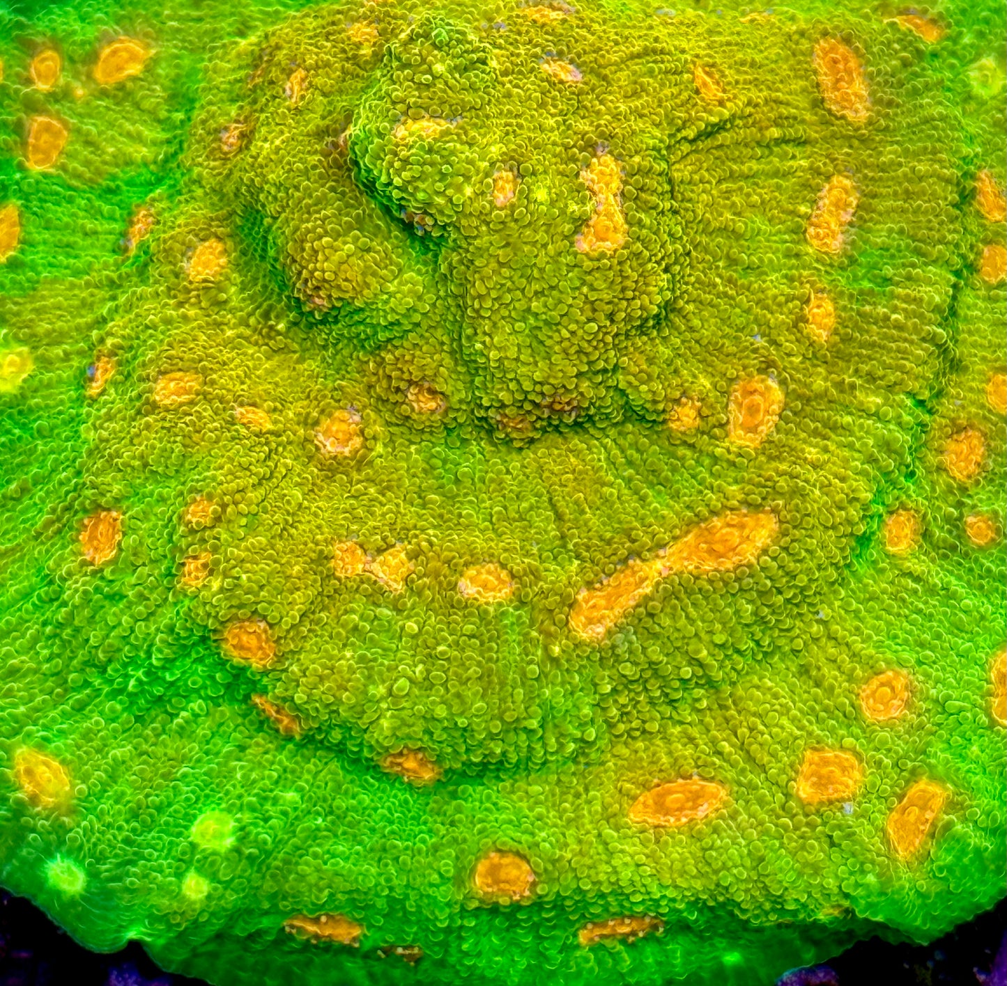 Tyree Mummy Eye Chalice