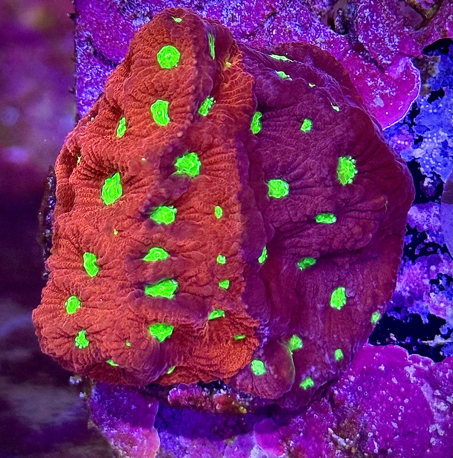 WWC Dark Phoenix Favites