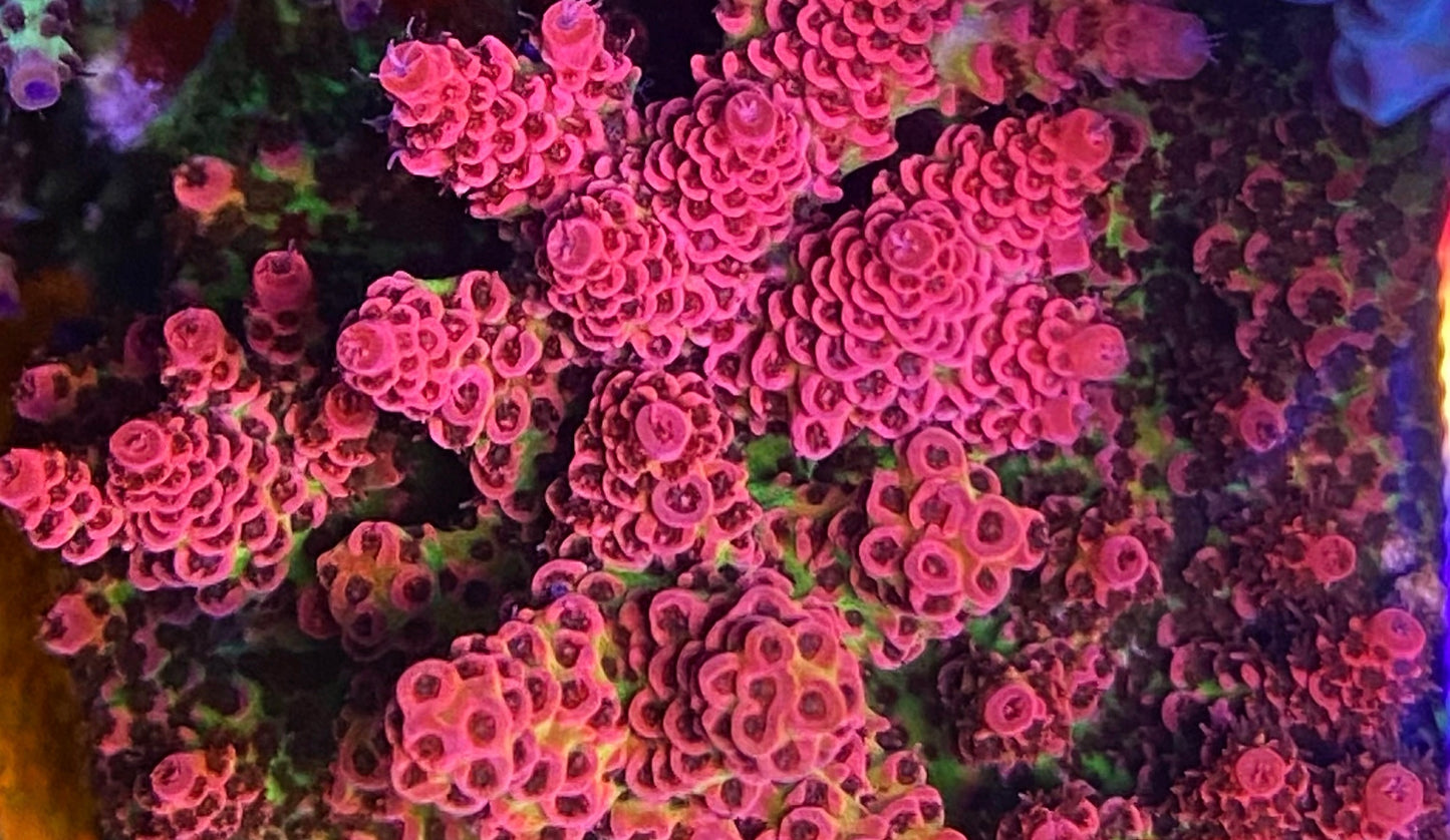 WWC Christmas Mirabilis