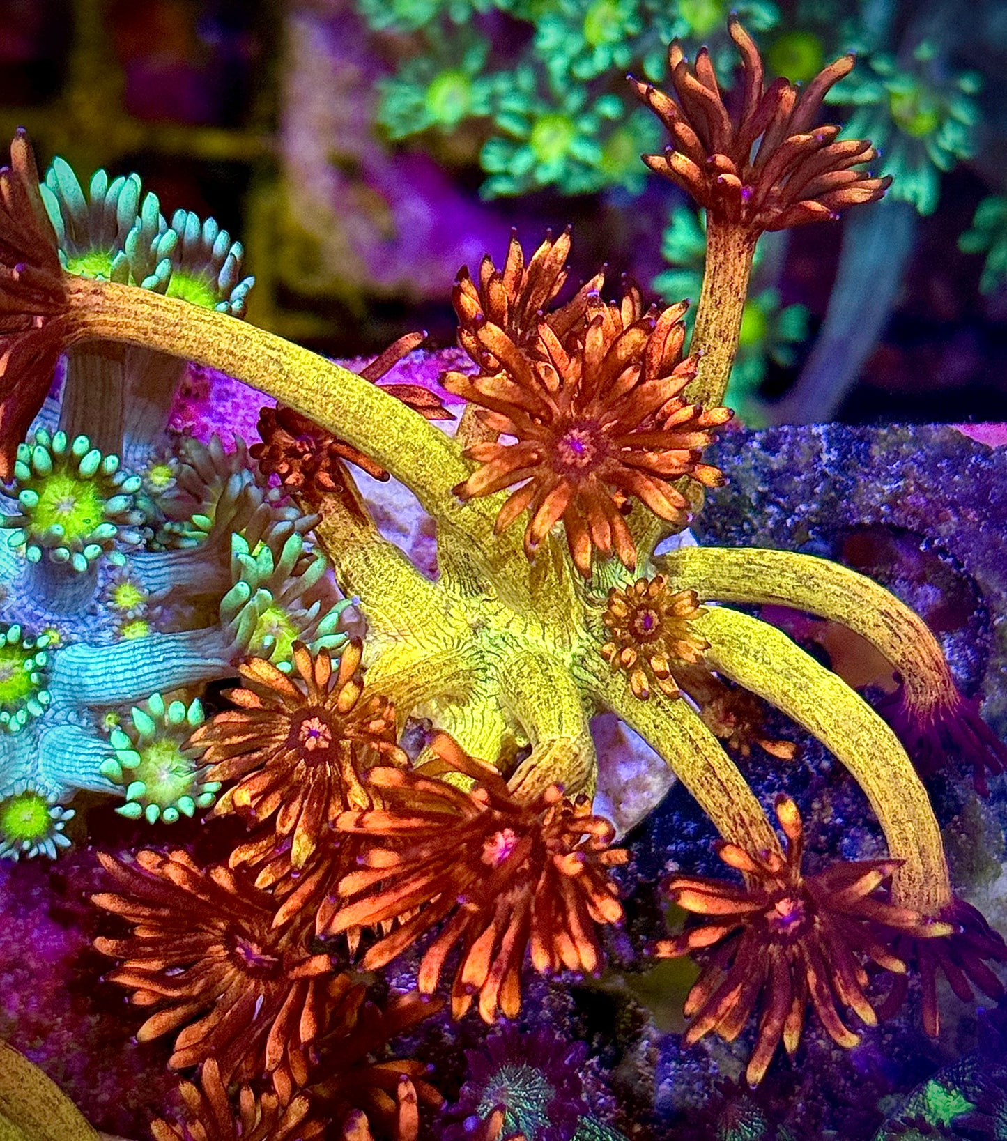 UC Amazeballs Goniopora