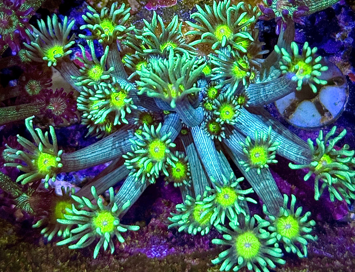 Lemon Head Goniopora