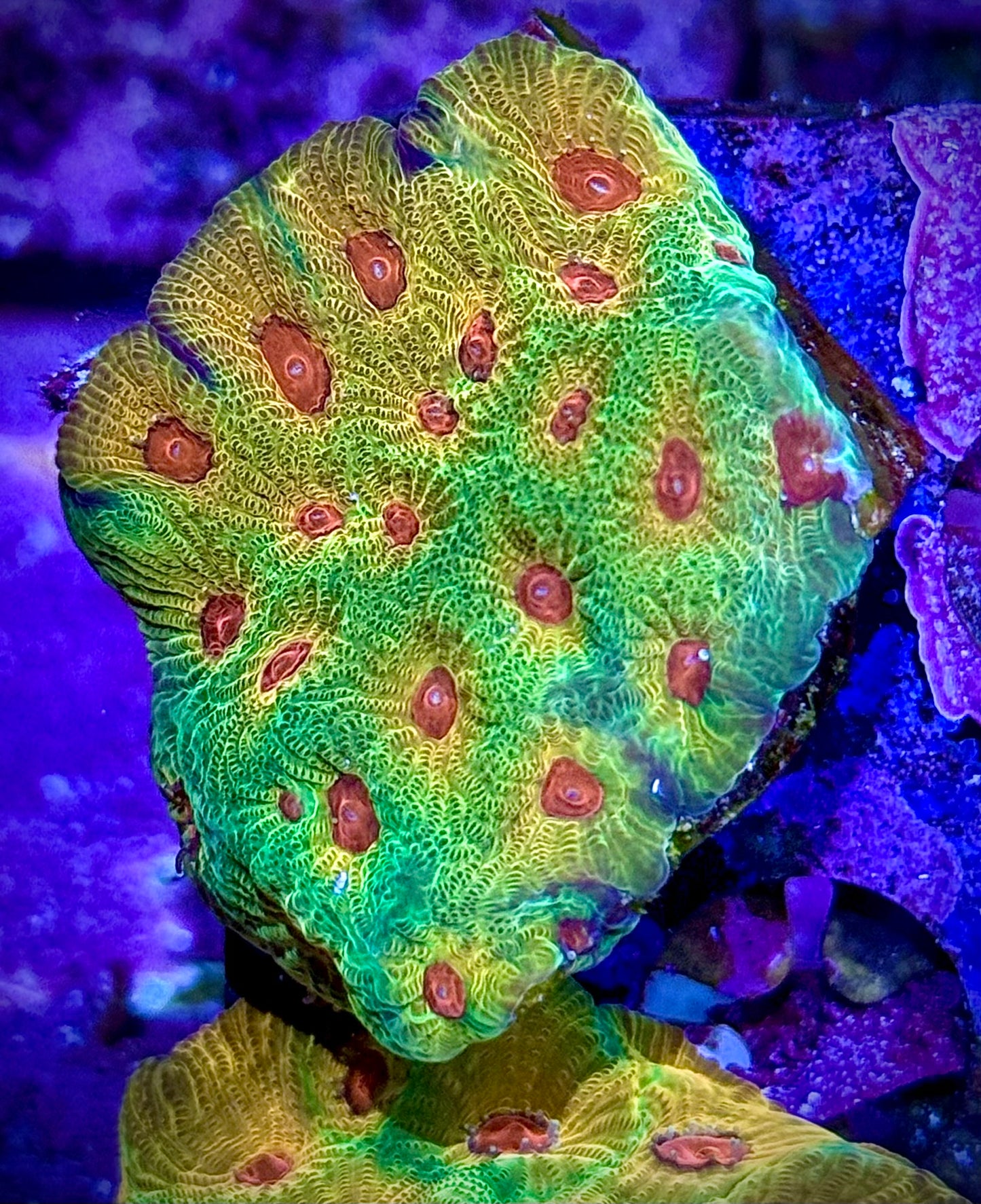 UC Fascination Favia