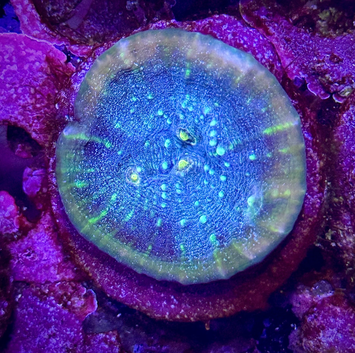 Trop’s Overdose Chalice