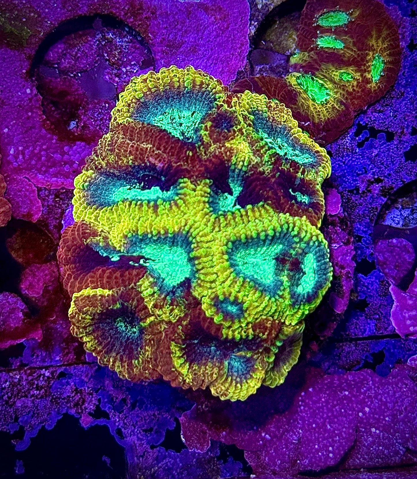 JF Yellow Submarine Favia (XL)