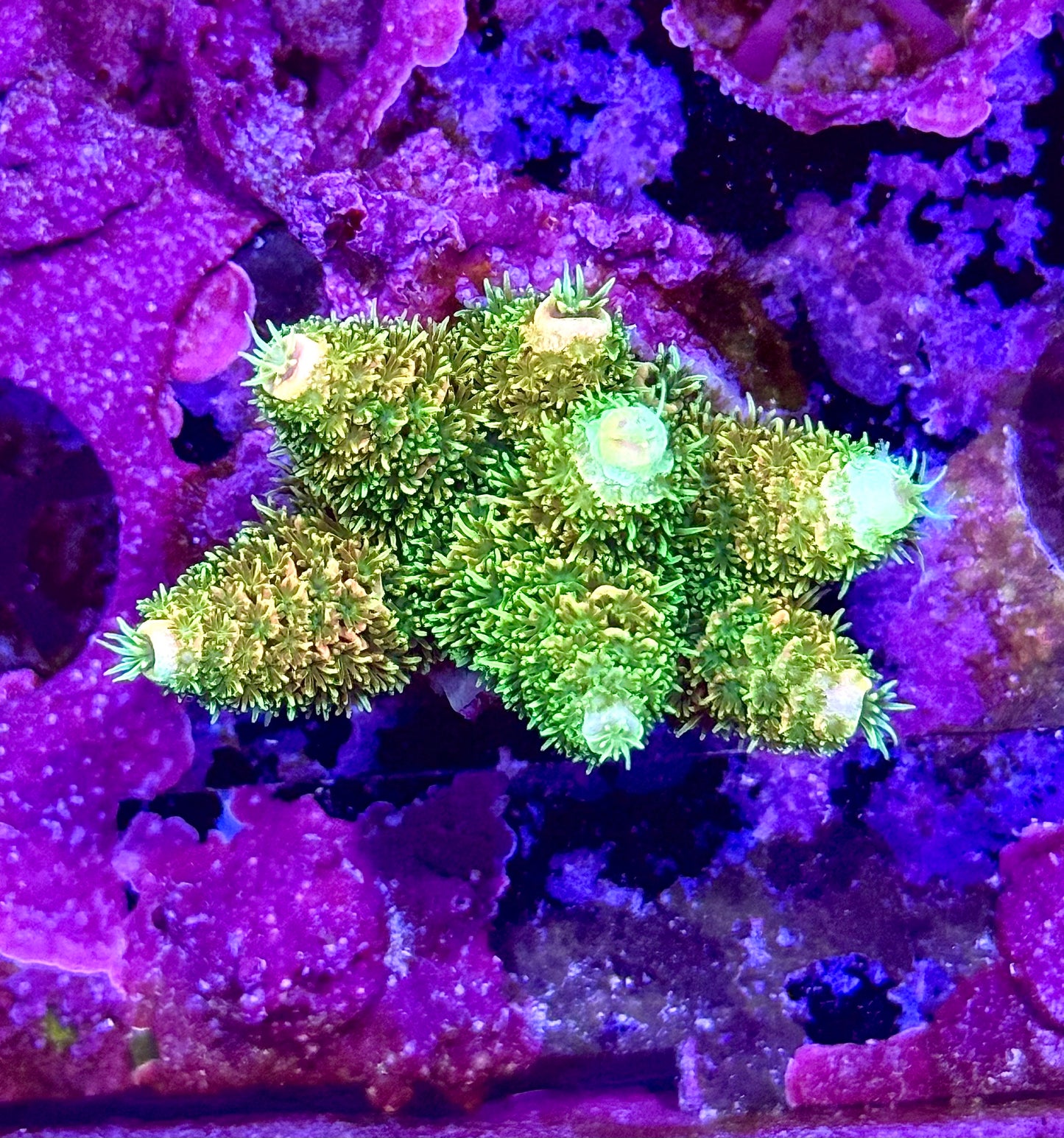 My First Mille