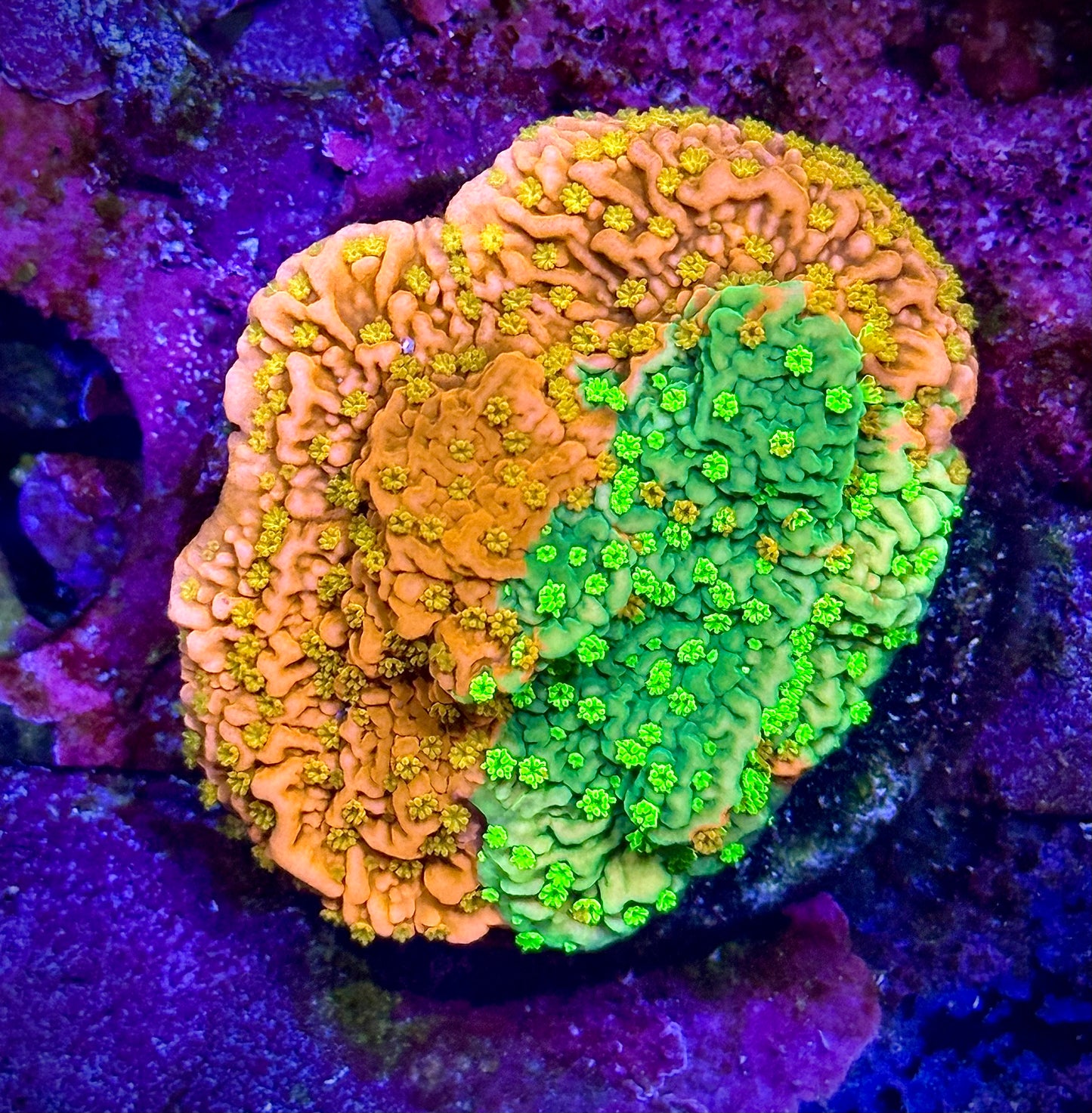 WWC Sunfire Grafted Cap