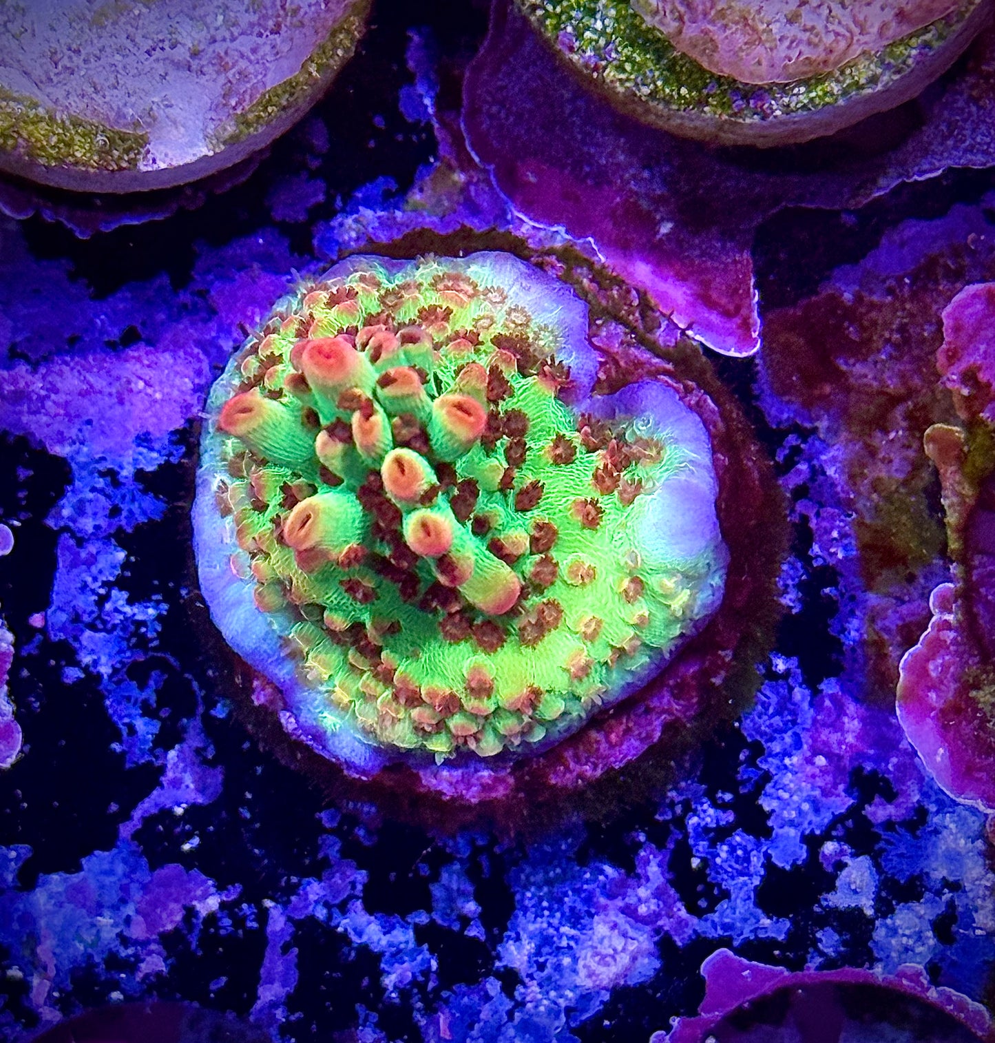 Strawberry Shortcake