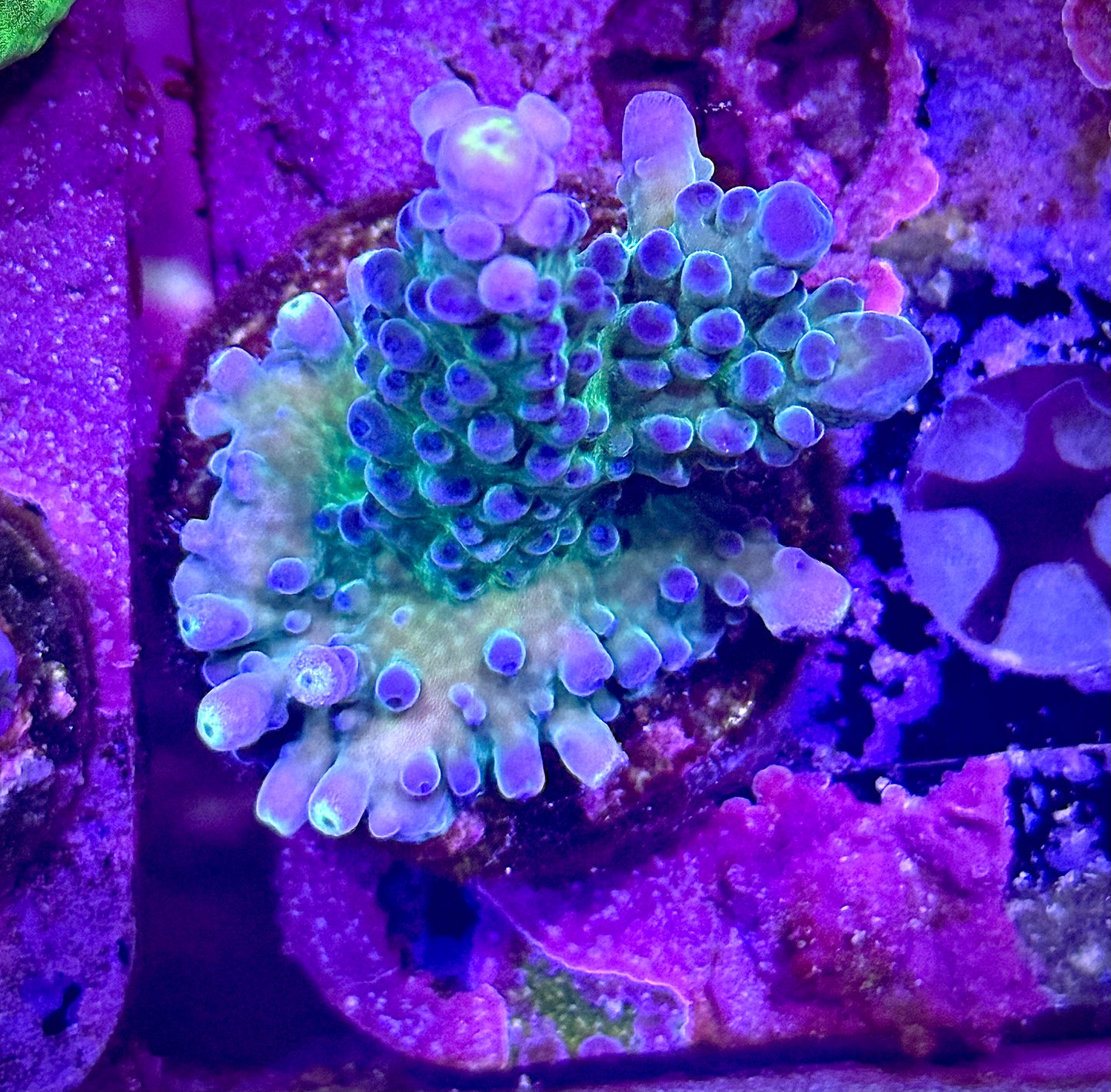 WWC Yellow Tips