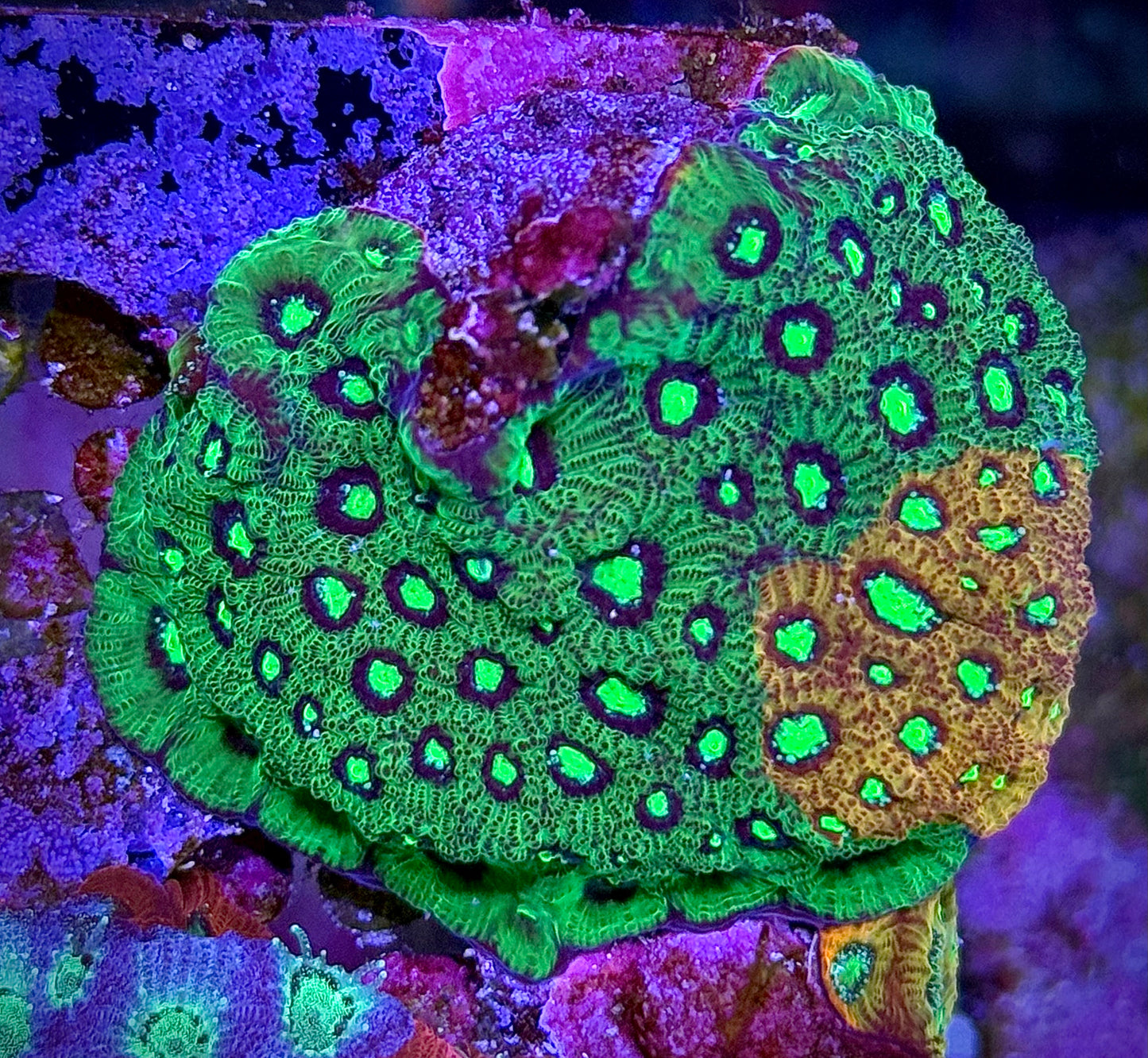 RC Rain of War Favia