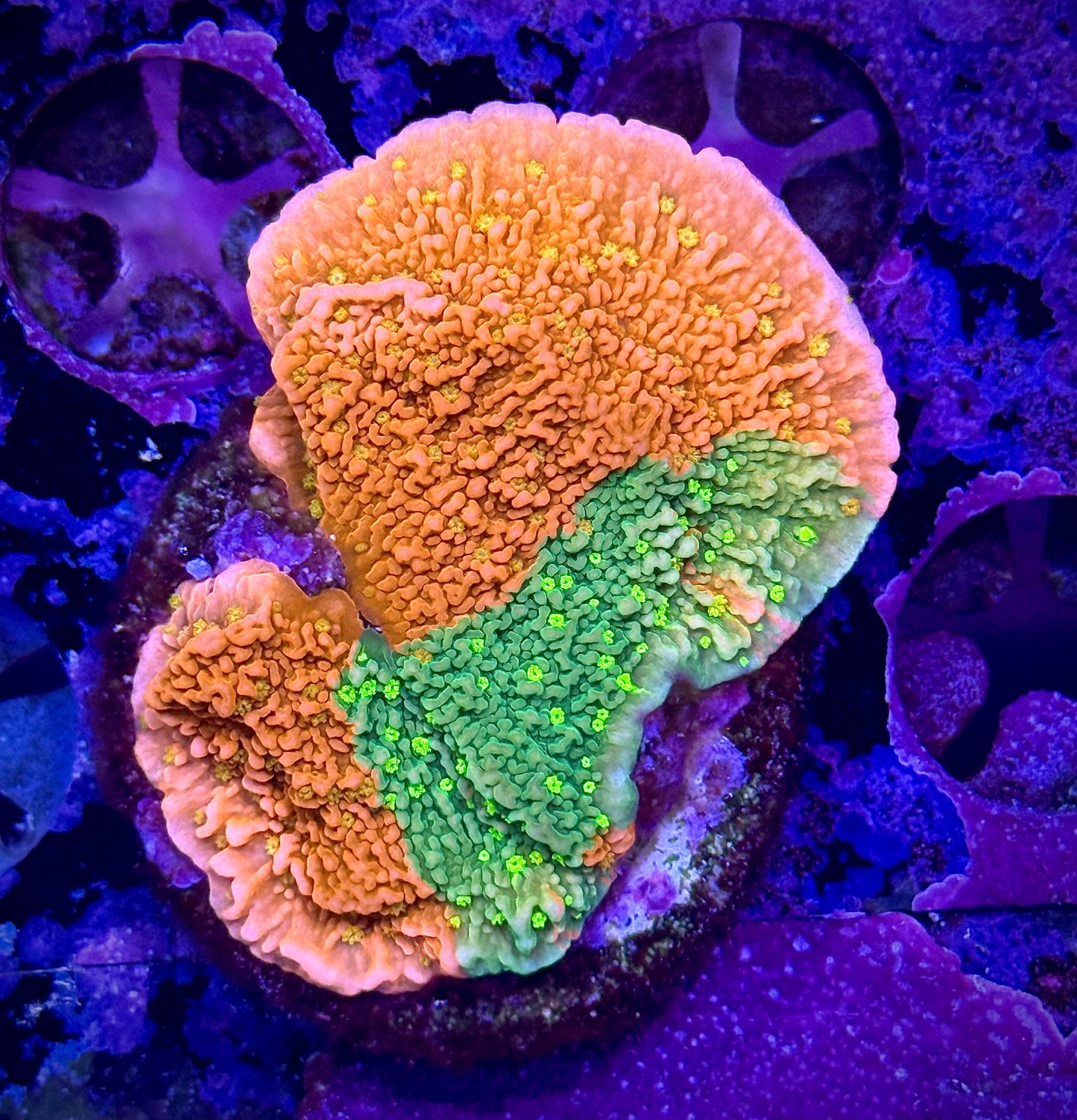 WWC Sunfire Grafted Cap