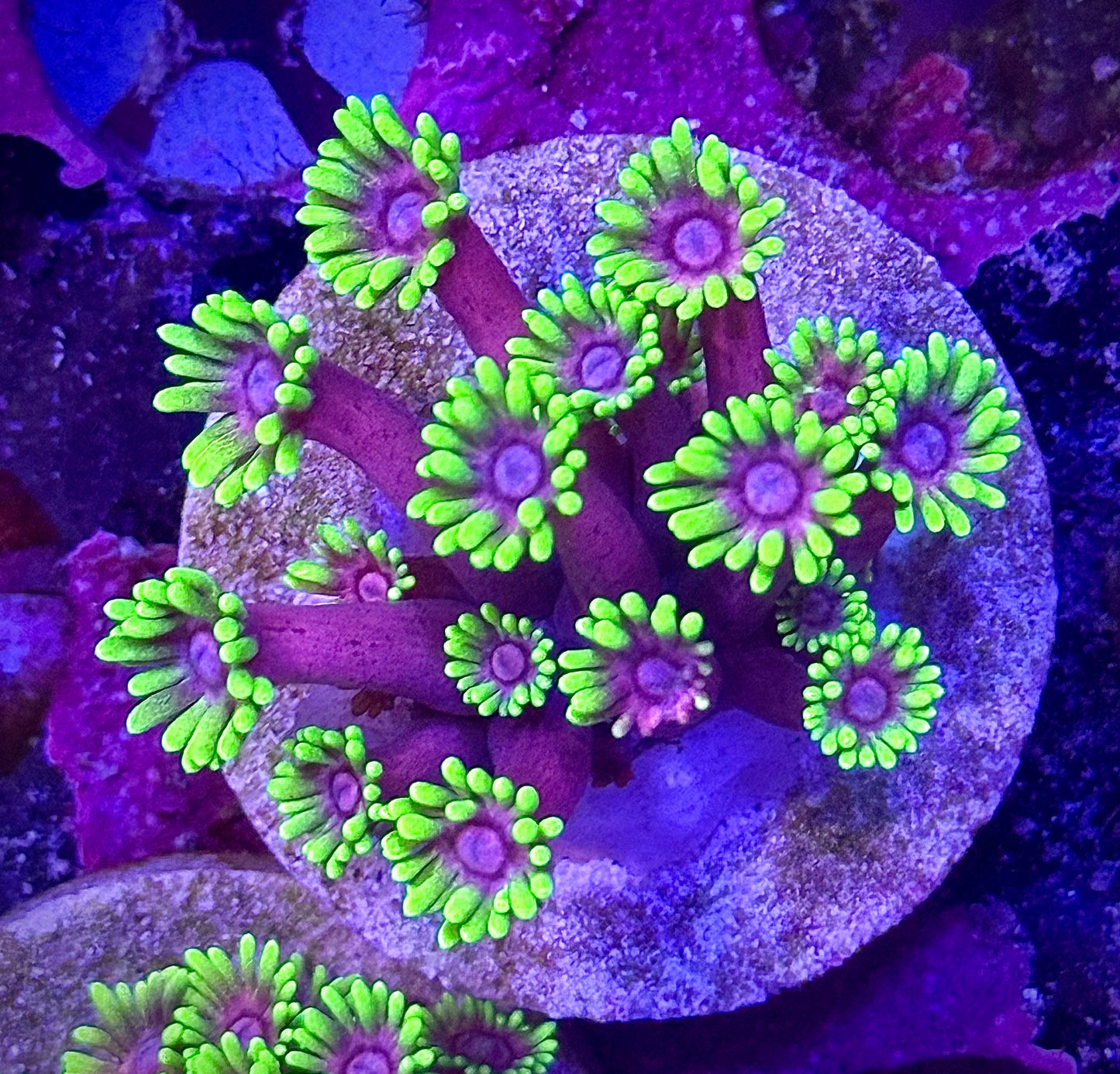 SBB Carebears Goniopora