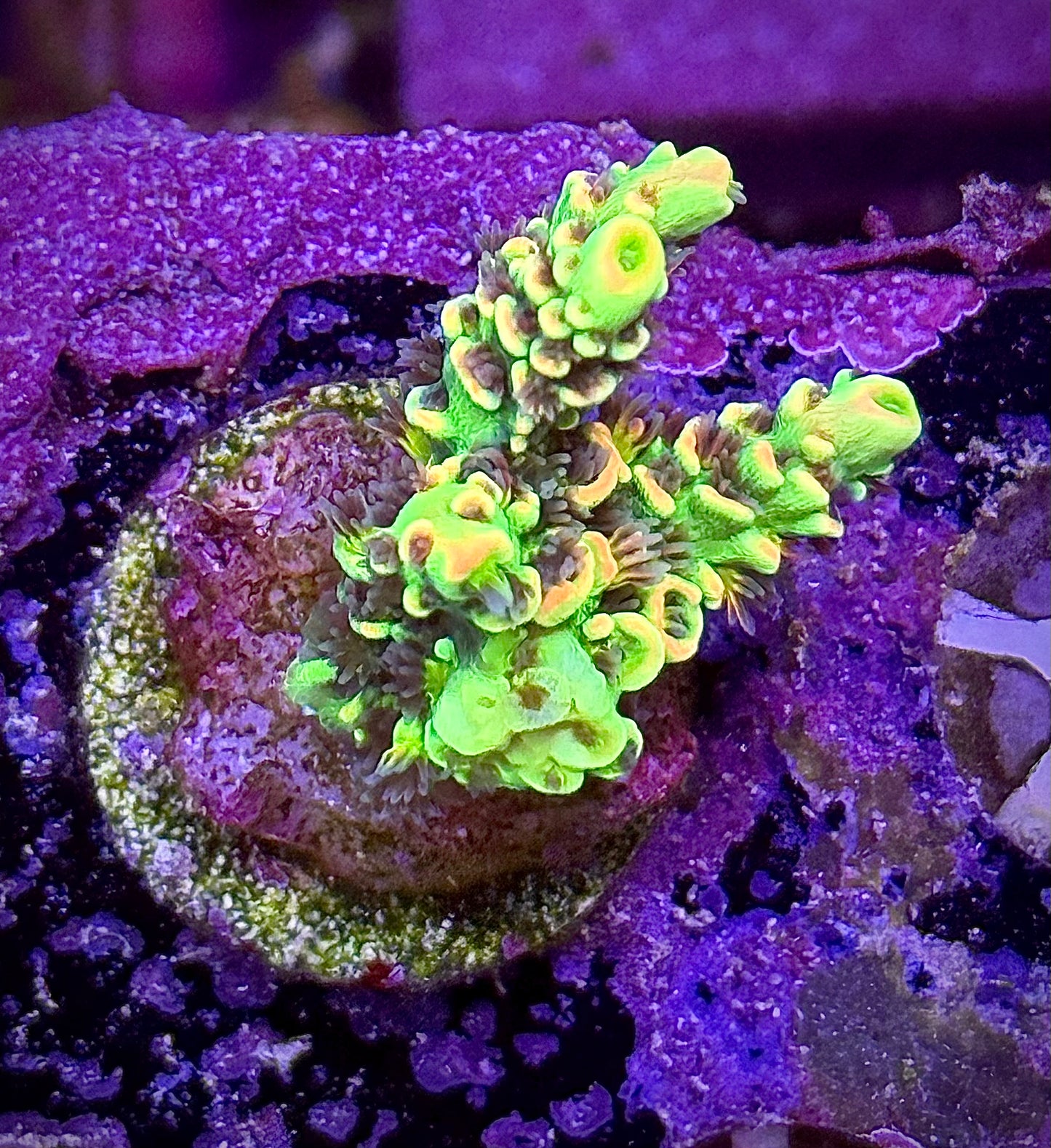 BK Chem Fruit Loops