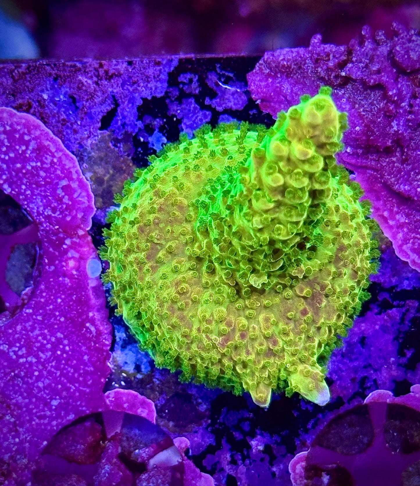 Paletta Pink Tip
