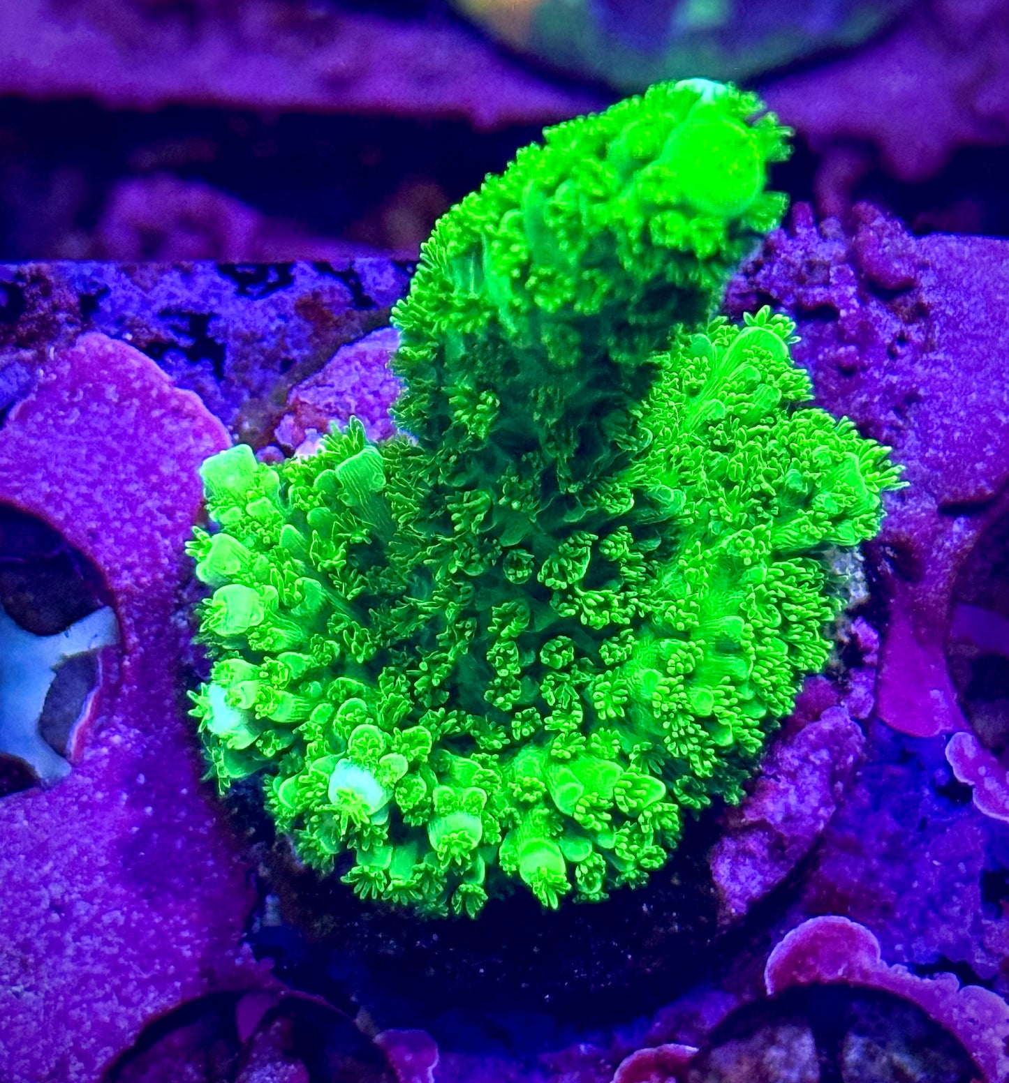 Bali Green Slimer
