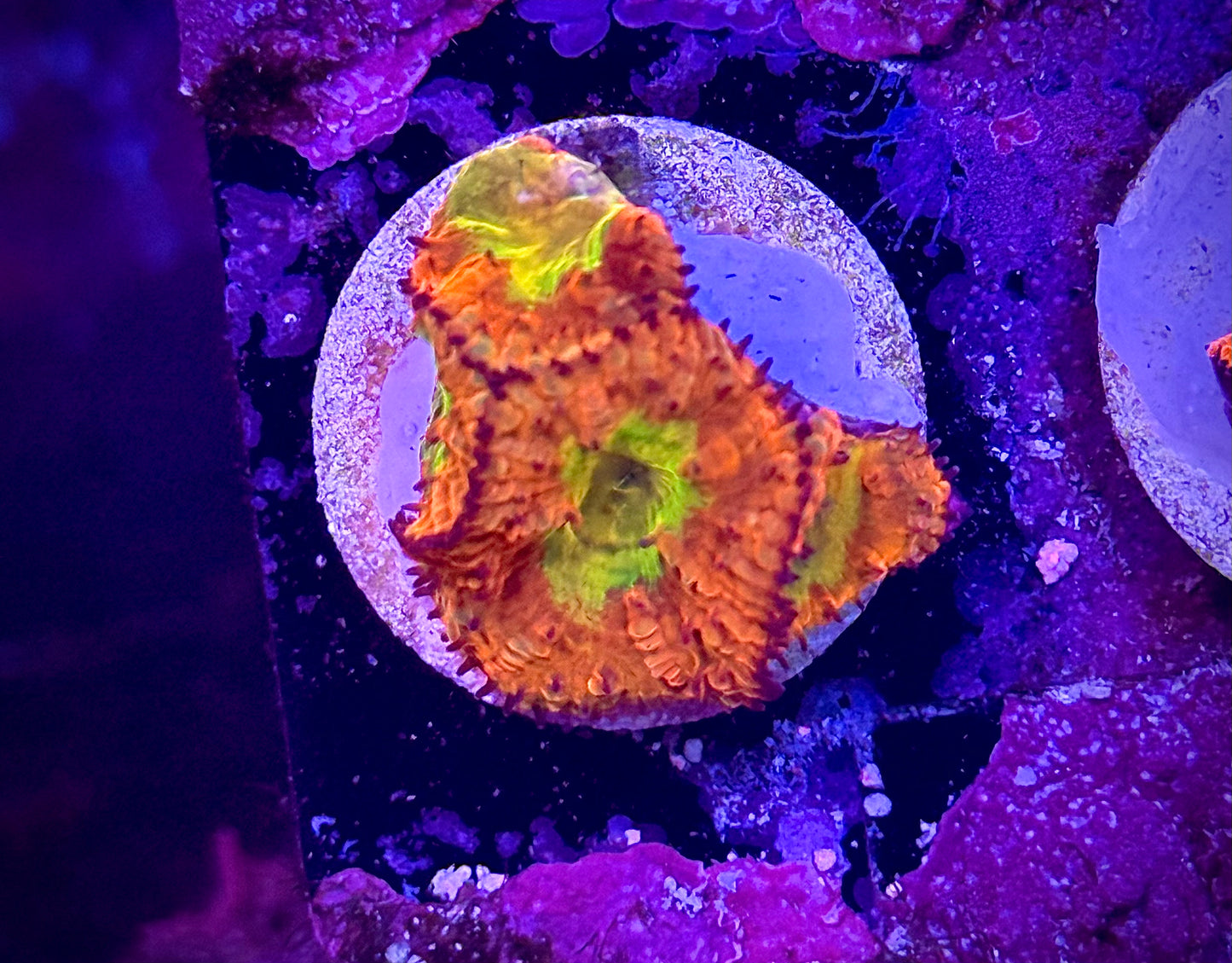 WWC Rainbow Blastomussa