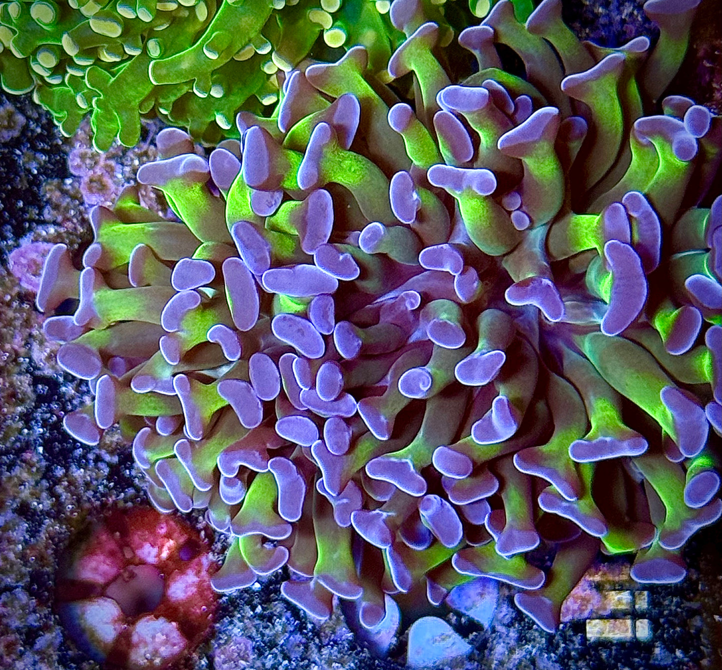 Purple Tip Green Stem Hammer (2 heads)