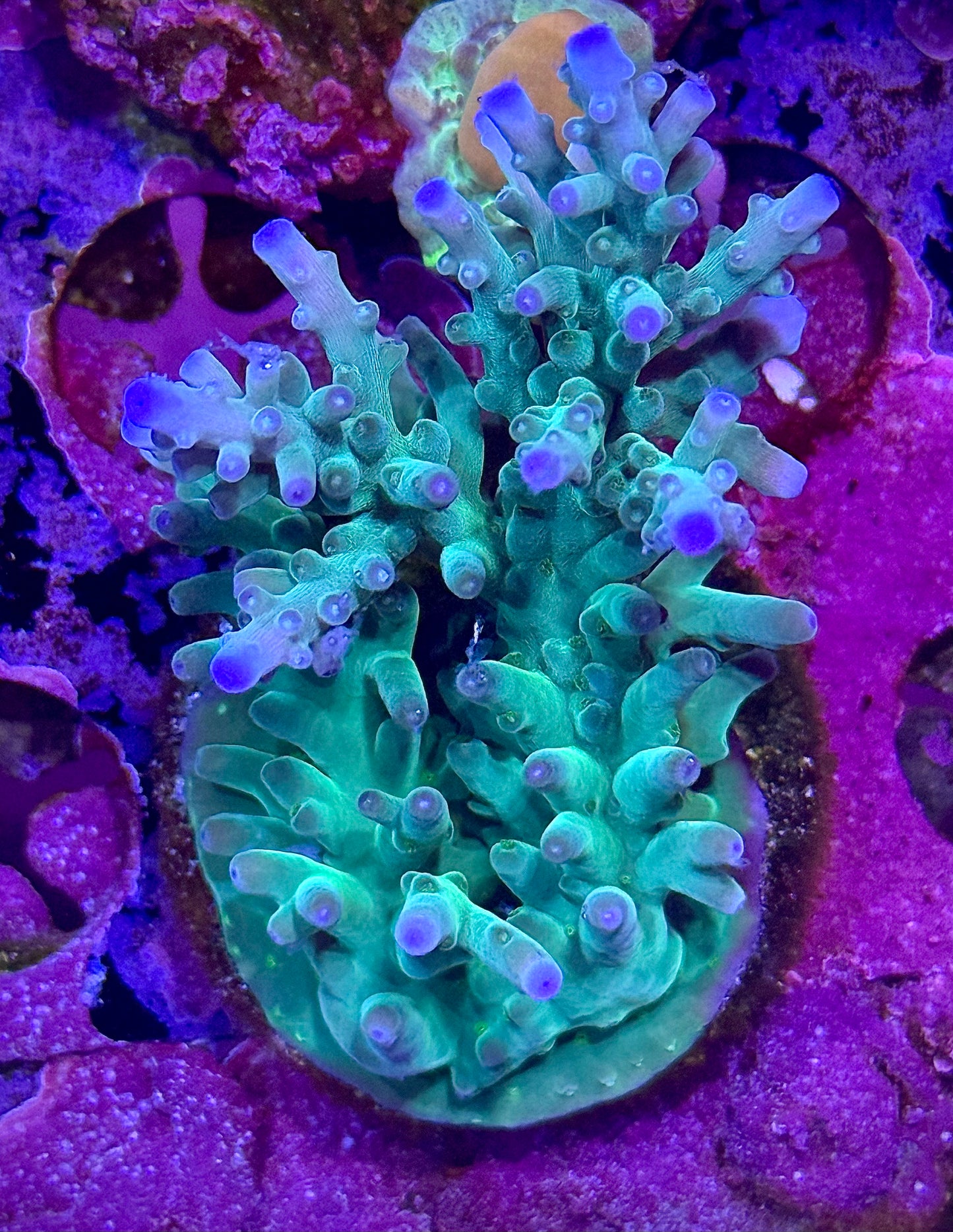 Hawkins Echinata