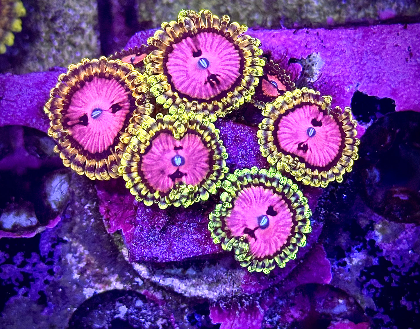 RRC Pink Diamonds