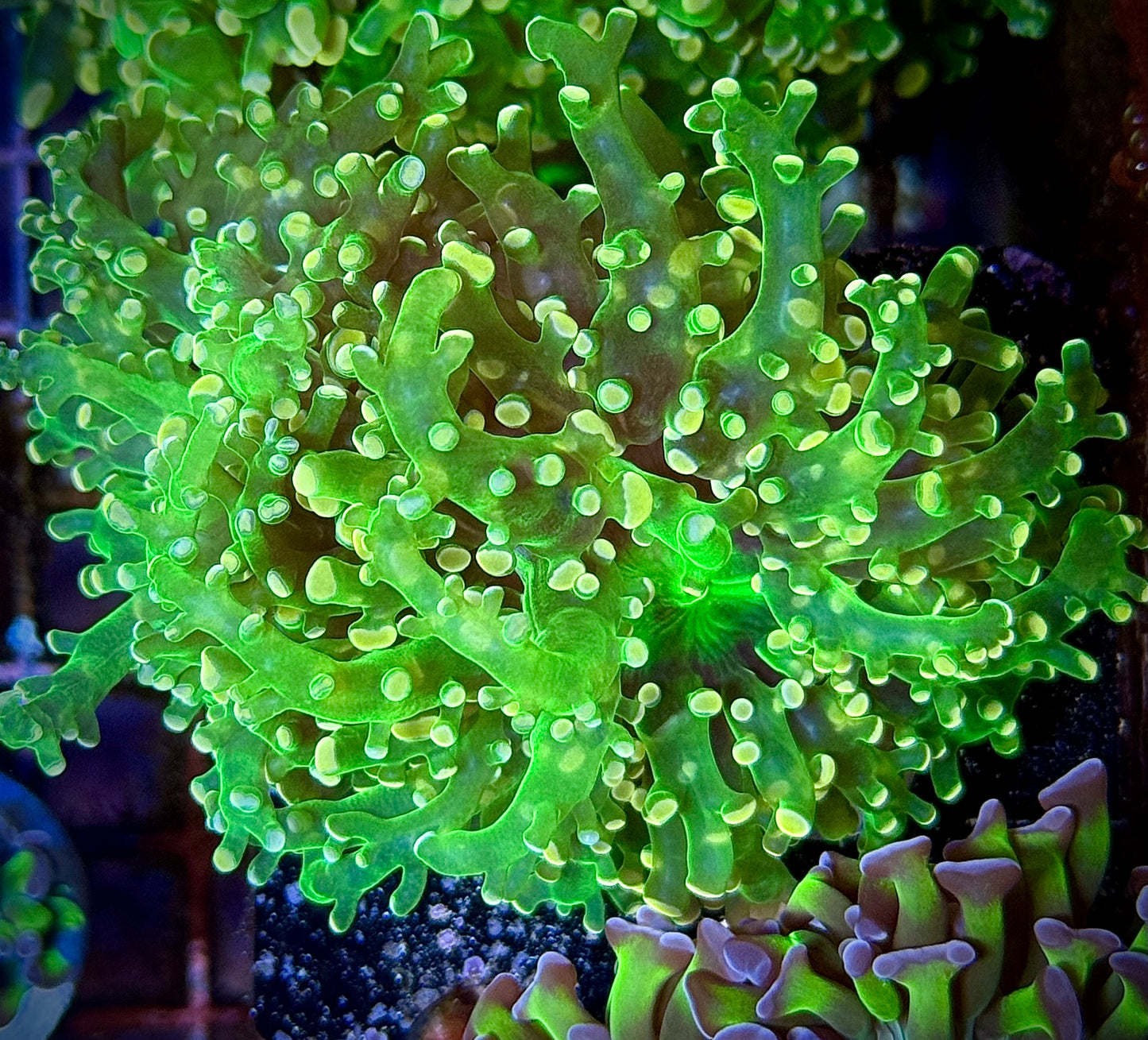 Pink Tip Green Frogspawn (2 Heads)