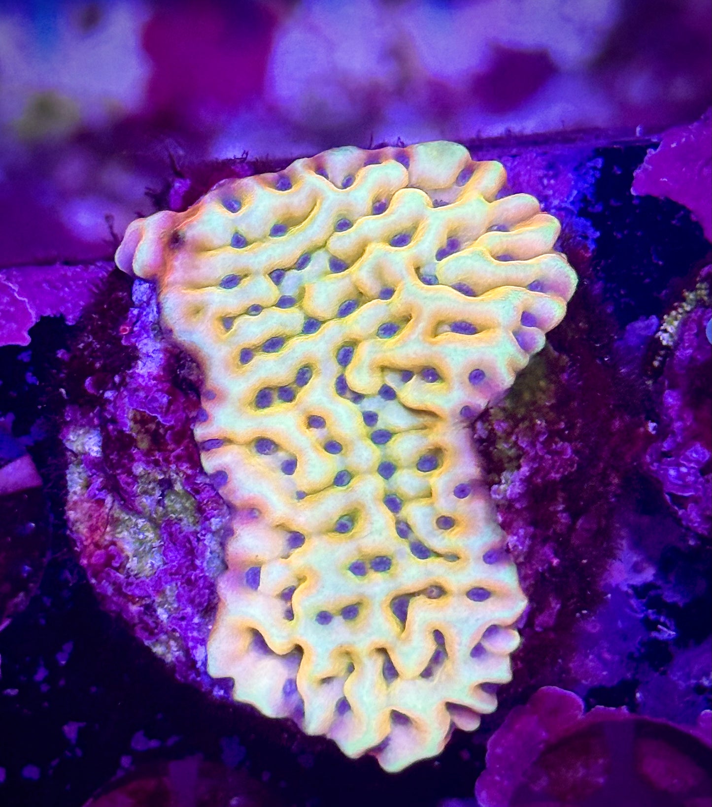 JF Beach Bum Montipora