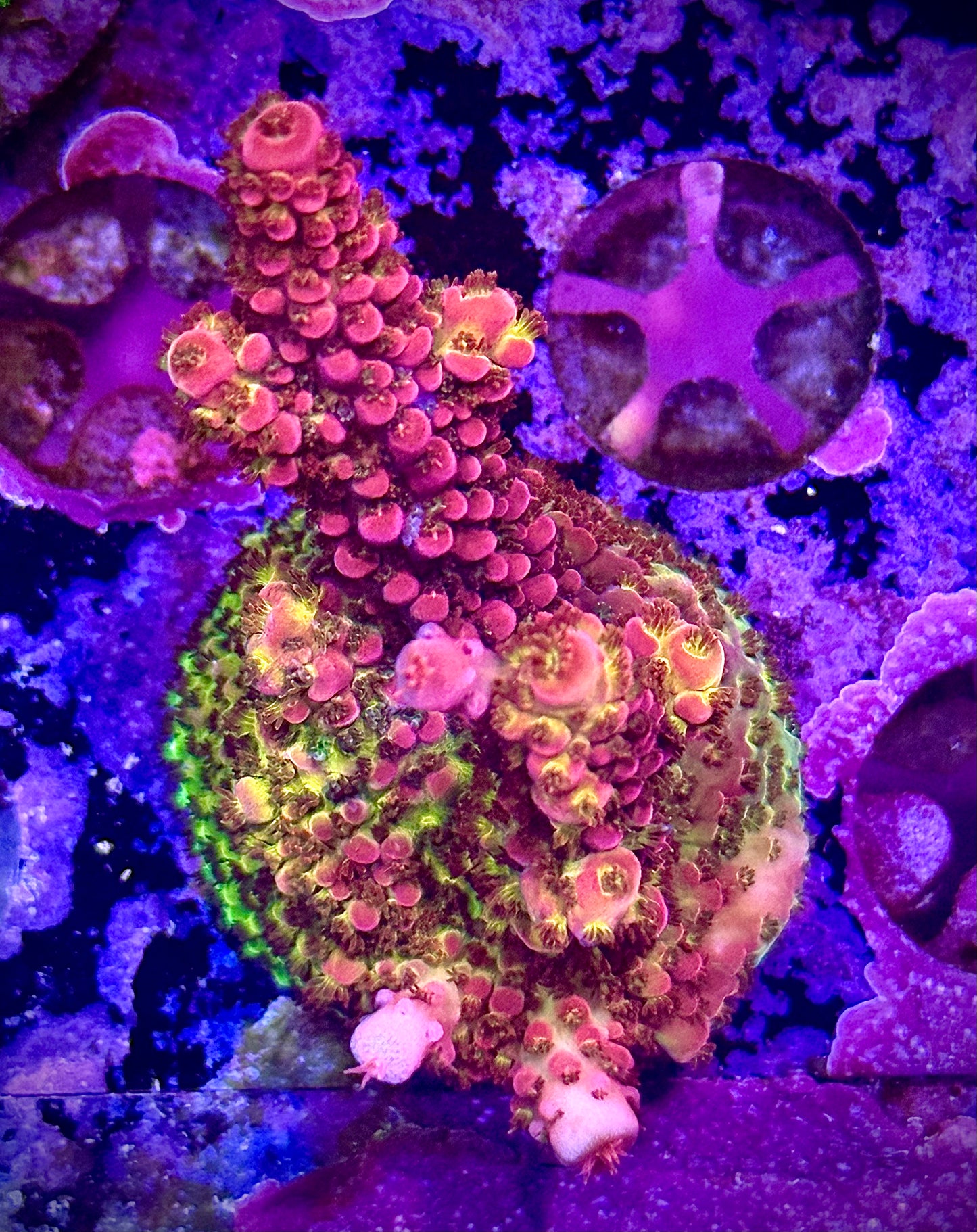 WWC Christmas Mirabilis