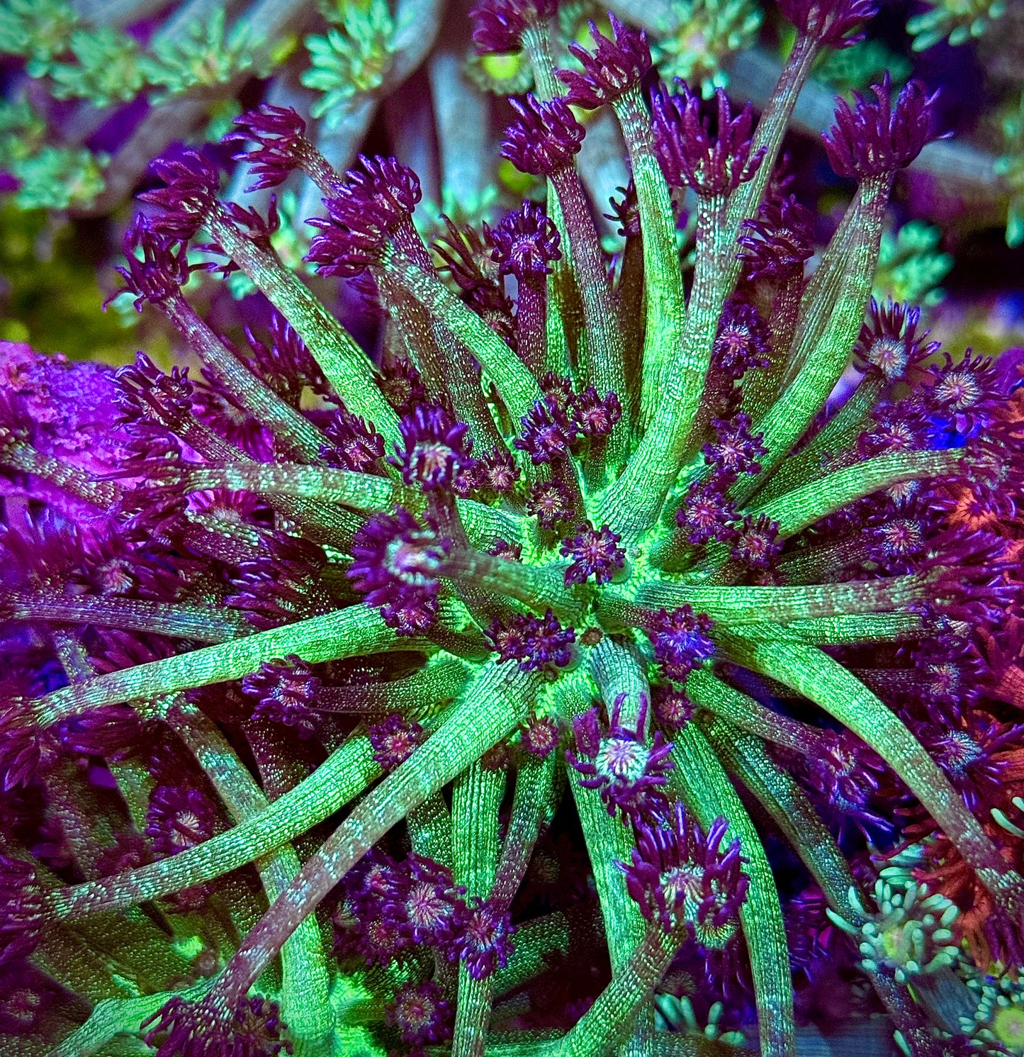 Glitter Bomb Goniopora XL