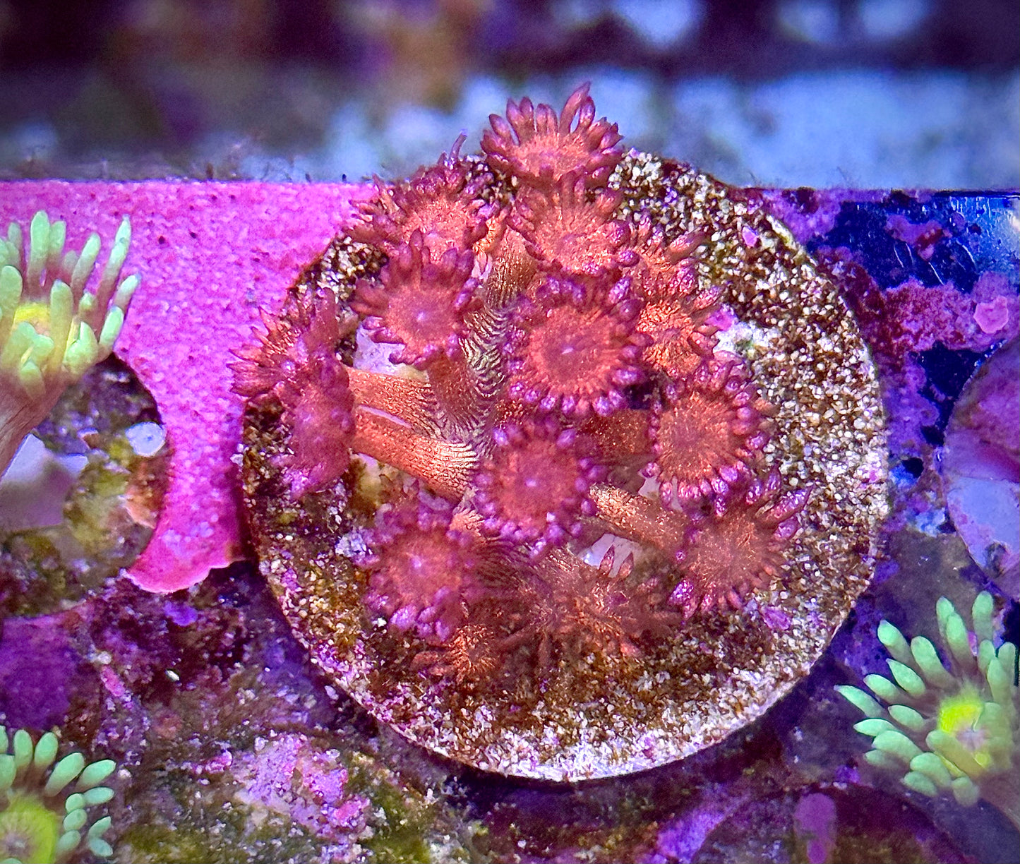 Rainbow Glitter Goniopora