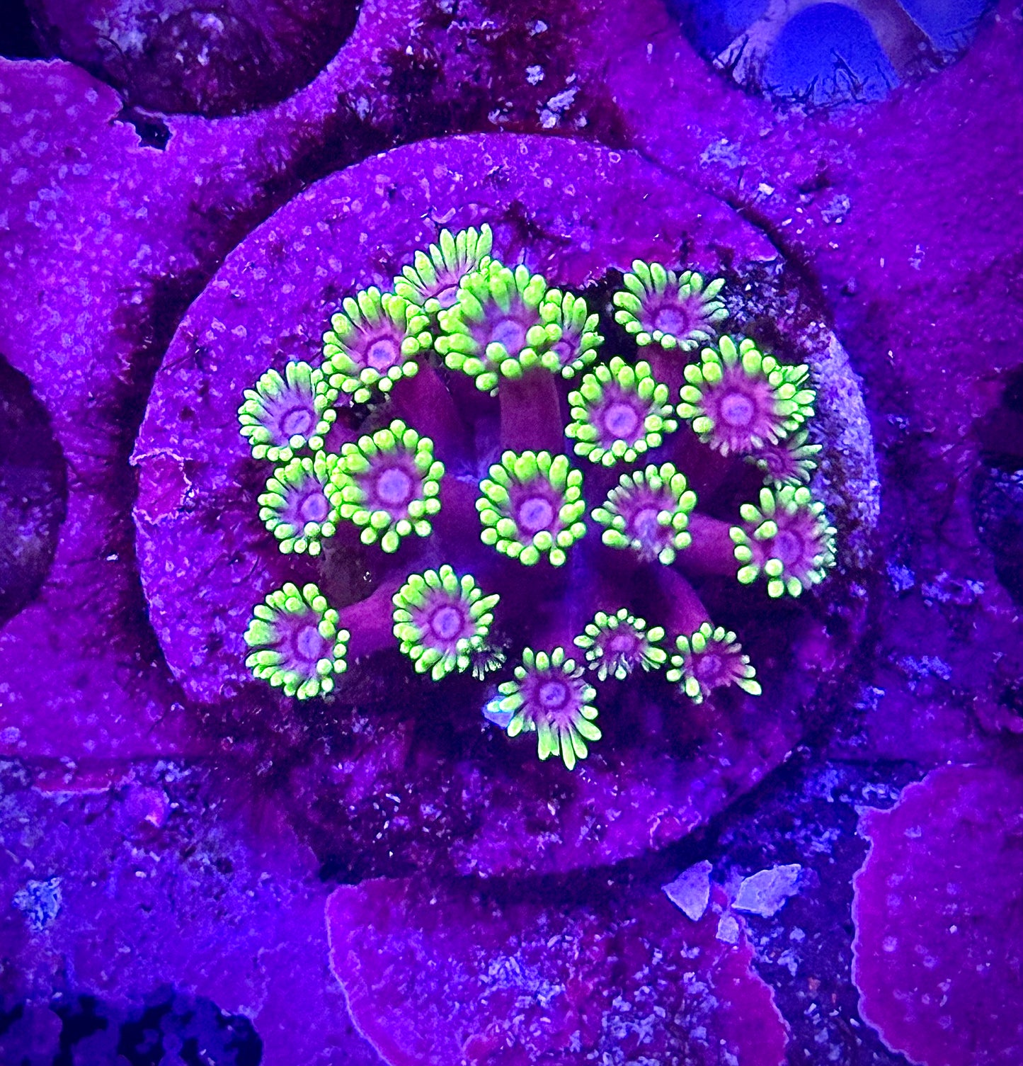 SBB Carebears Goniopora