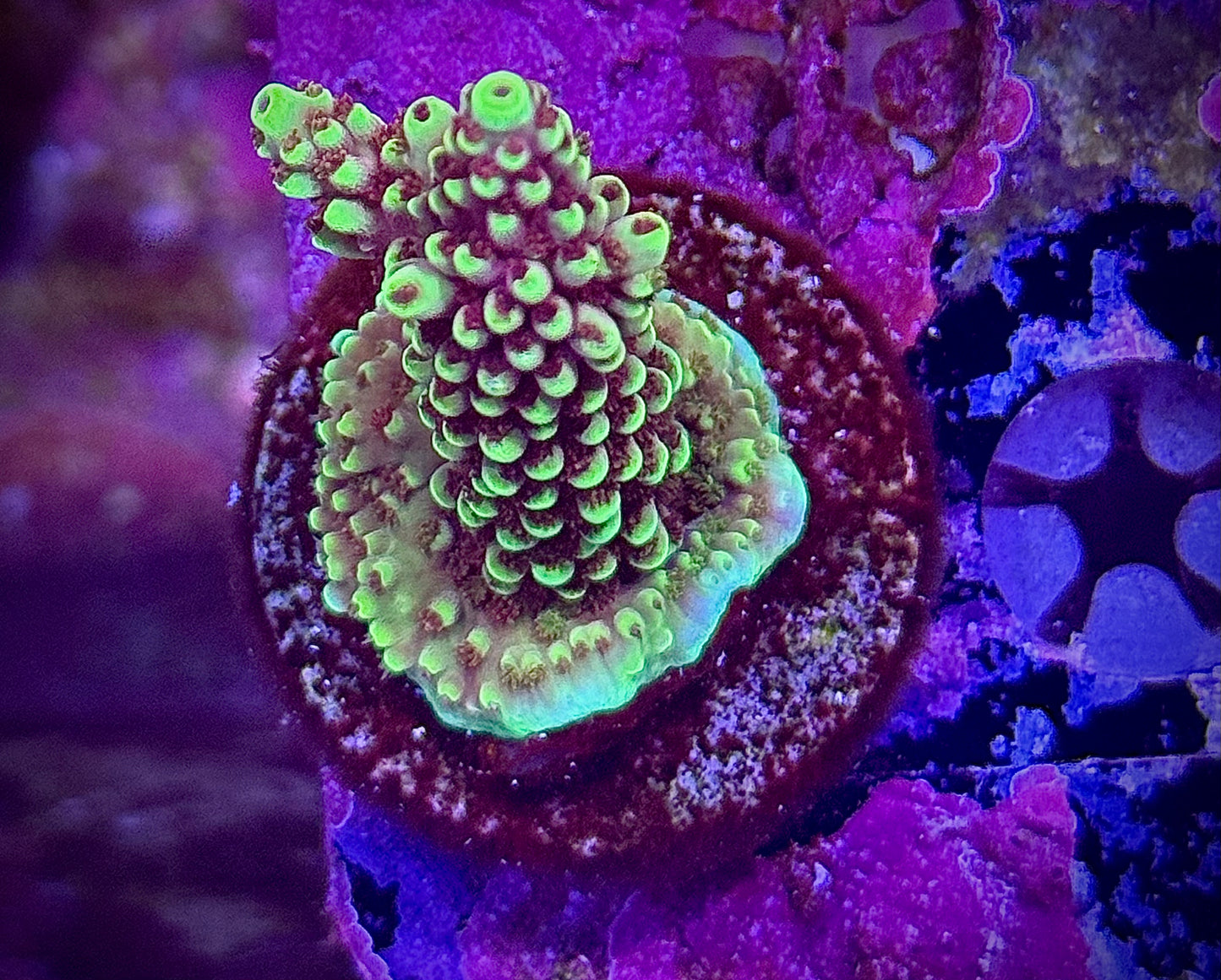 RRC Pink Cadillac