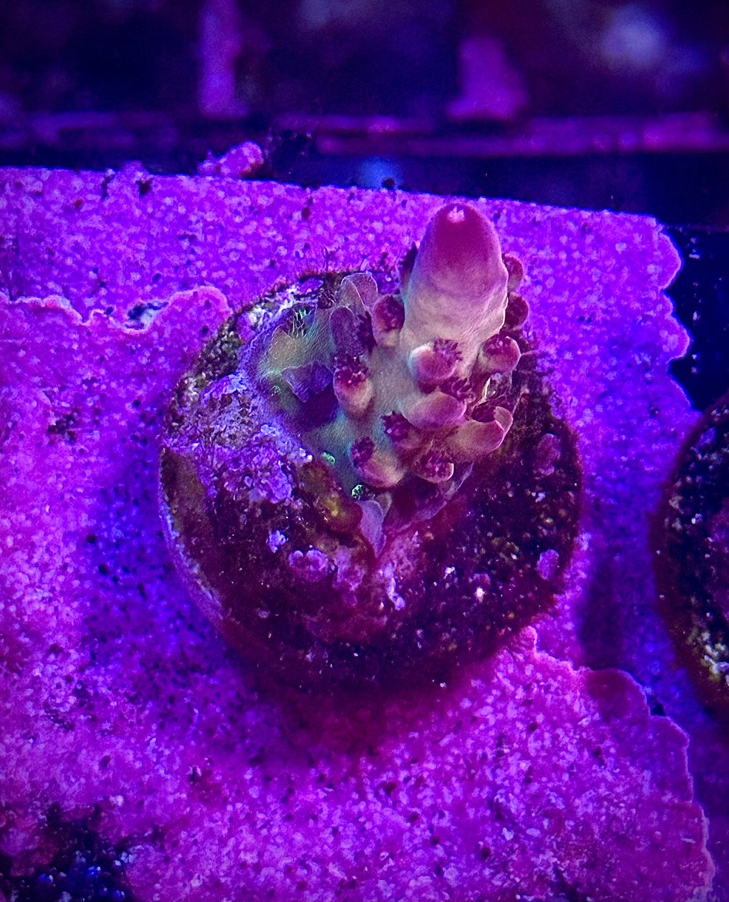 Tusi’s Rainbow Granulosa