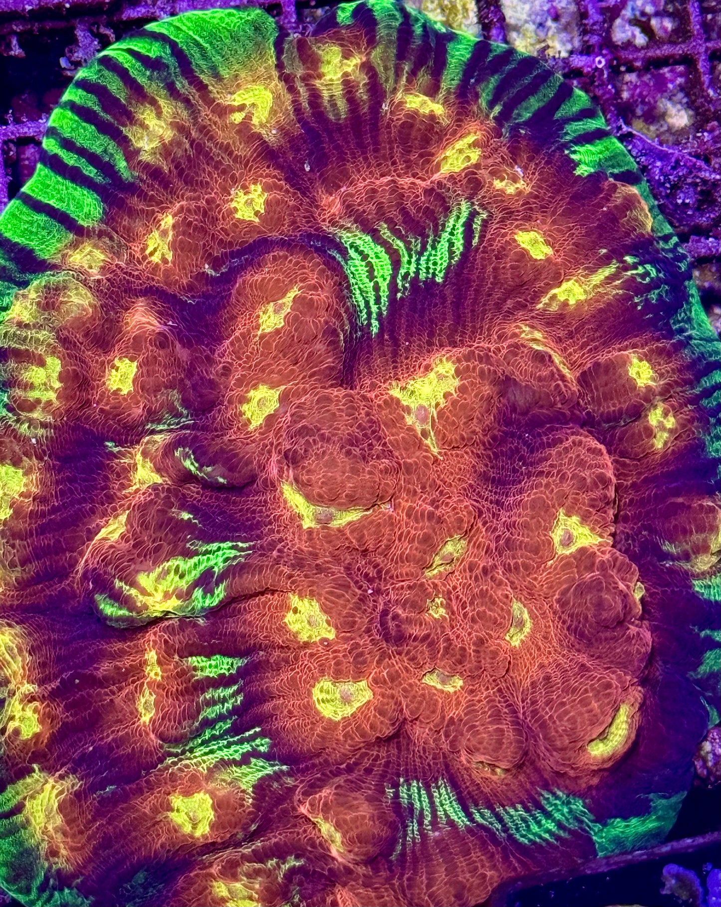 JF Chemical Reaction Chalice