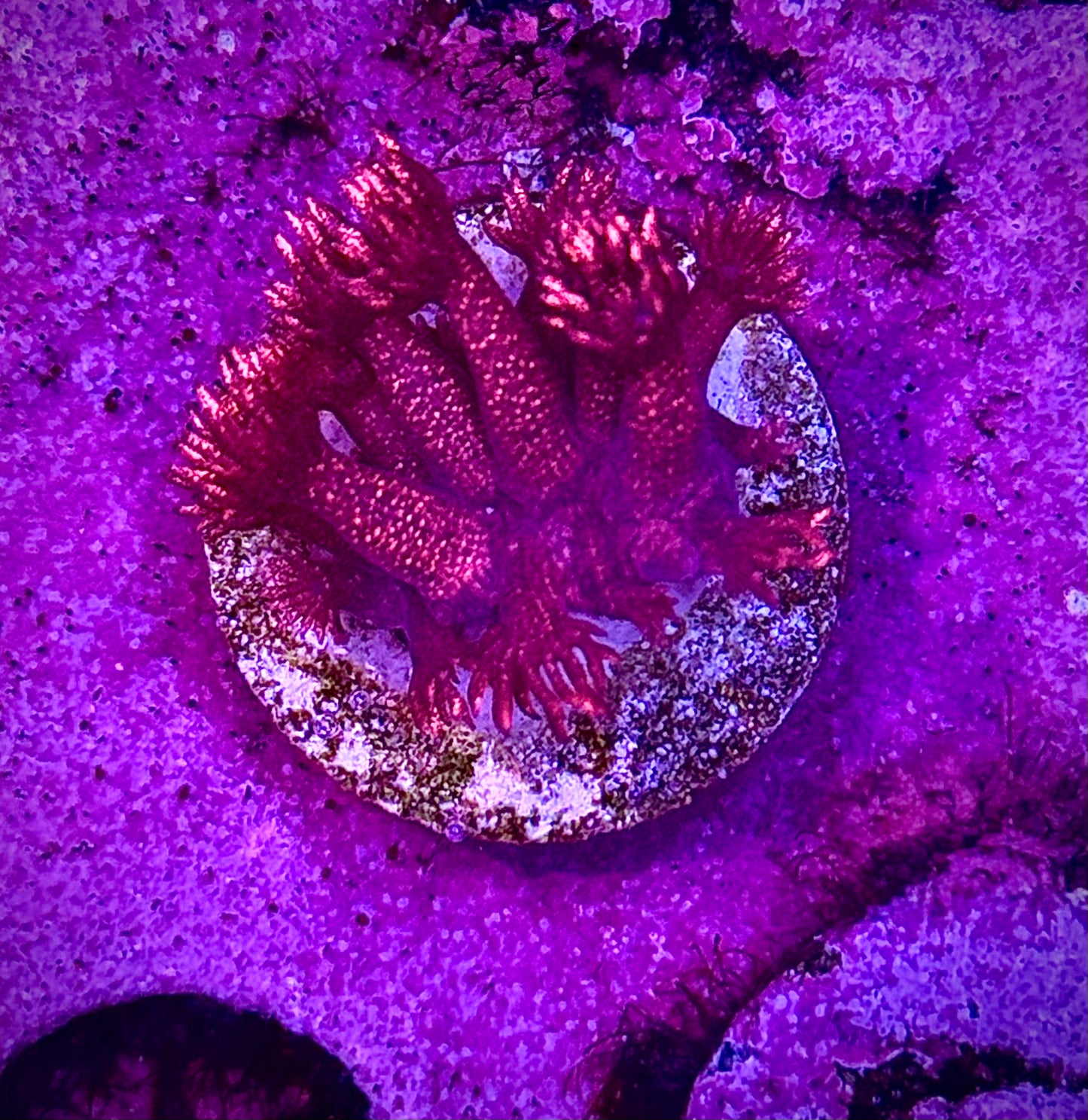 Goni frag pack