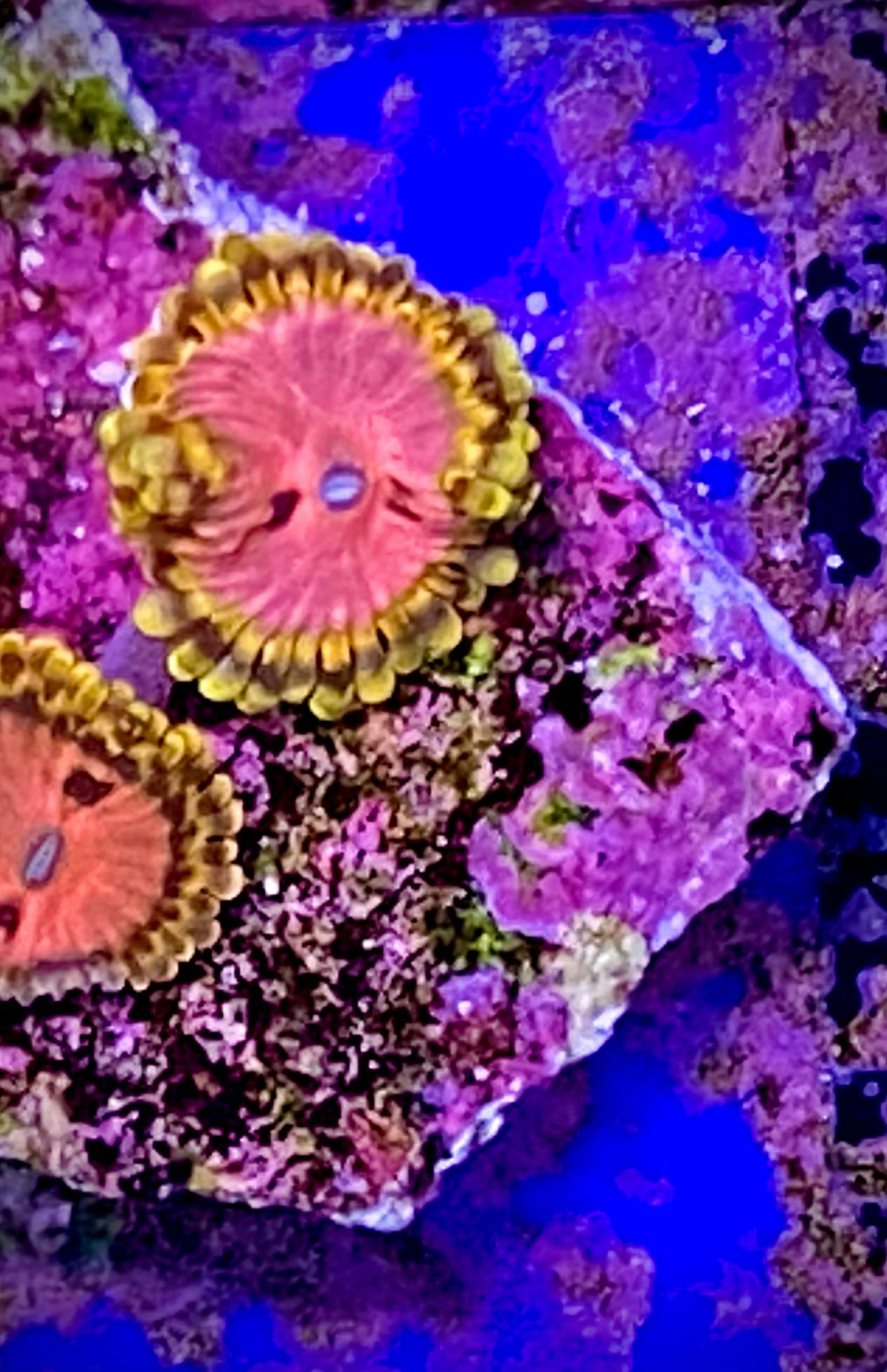 Zoanthids