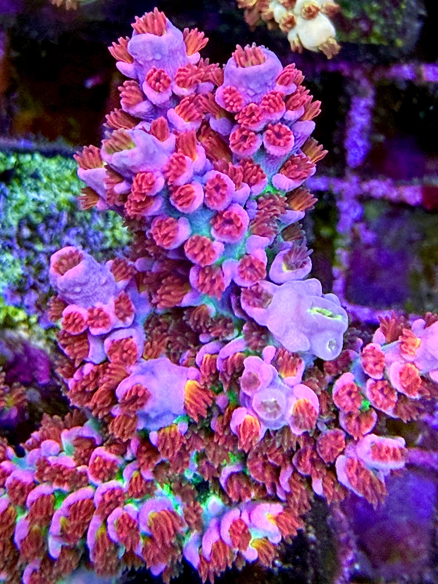 SPS Corals