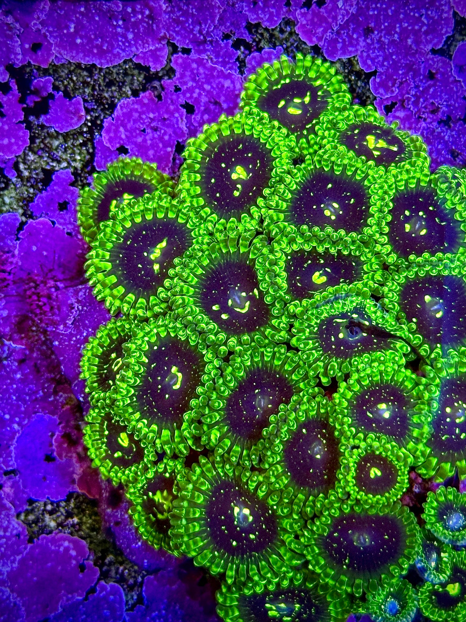 Zoanthids/Mushrooms