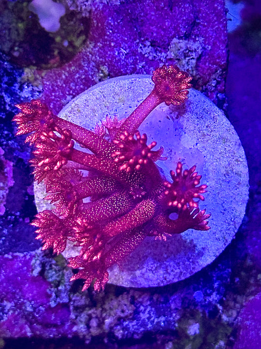 Red Glitter Bomb Goniopora