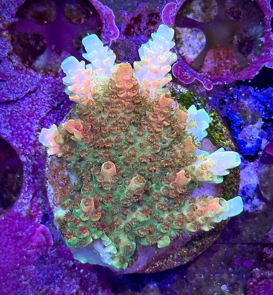 TSA Bill Murray (Large)