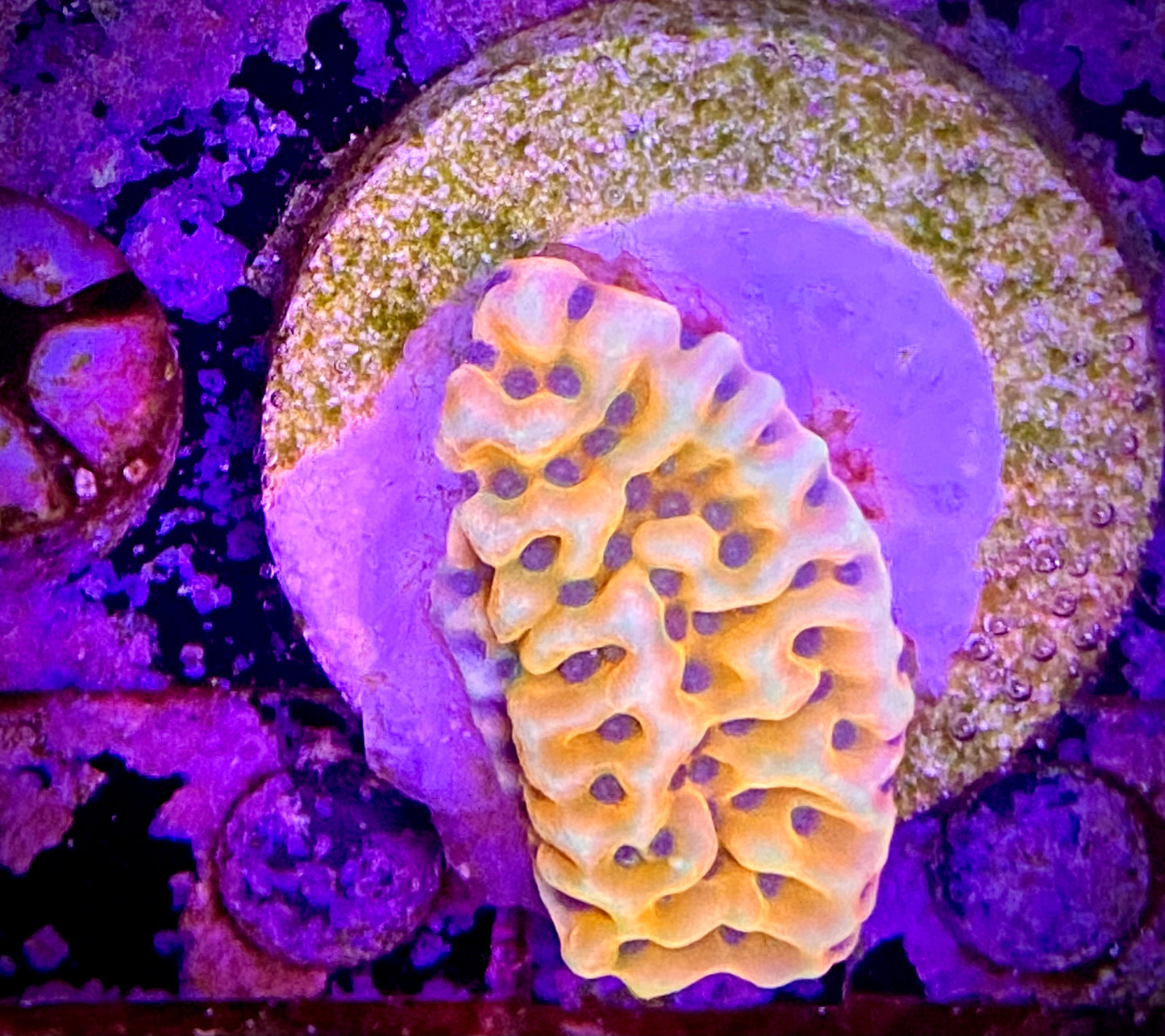 JF Beach Bum Montipora