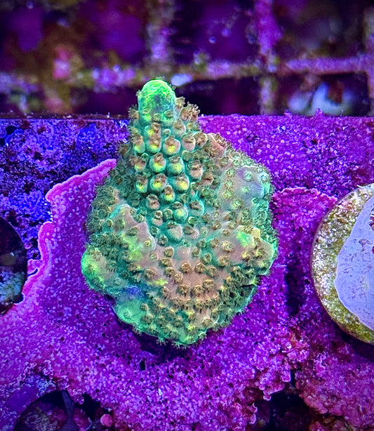 BC Bubble Bath Unicorn