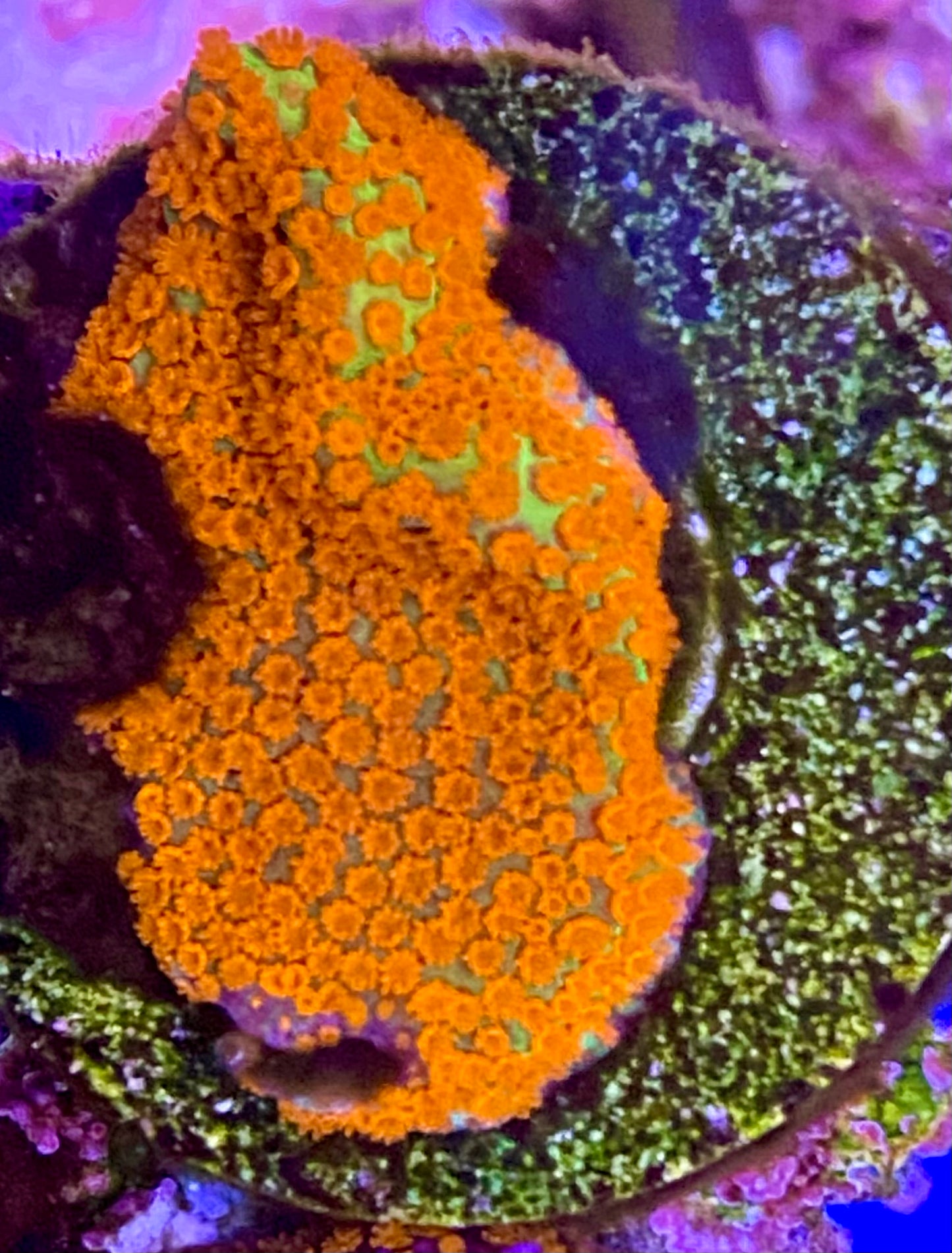 Aquaman Montipora