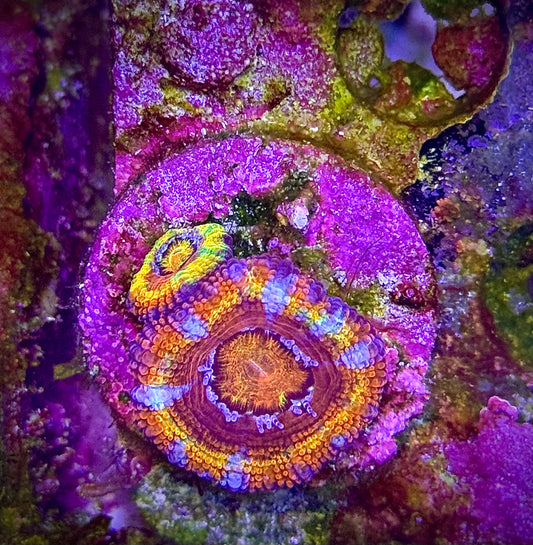 Rainbow acan