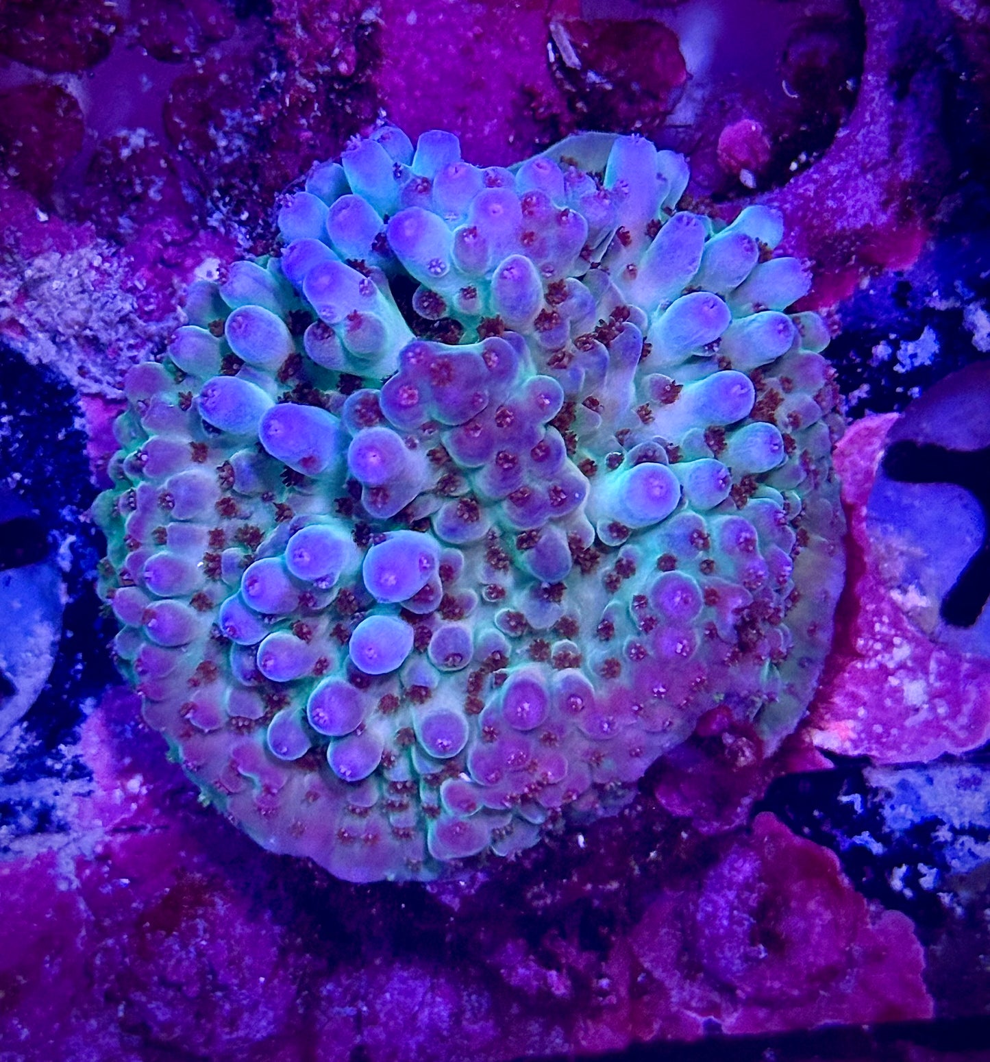 RRC Shazam