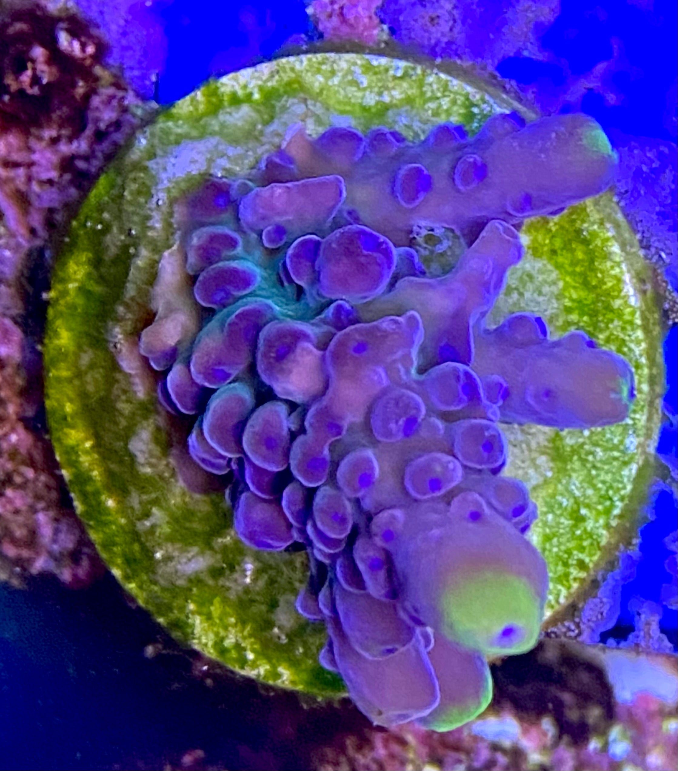 WWC Yellow Tips – homegrowncoralreef