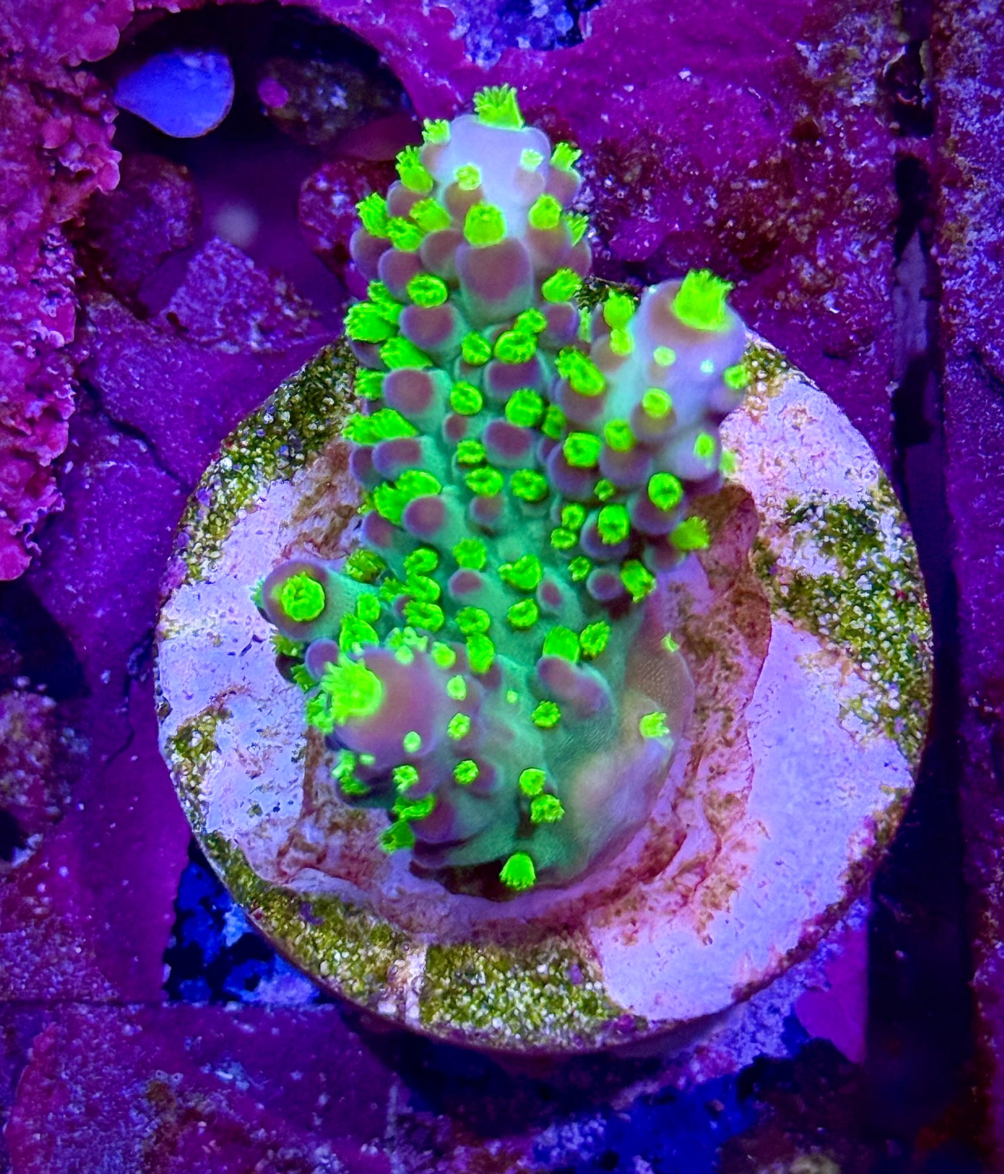 LRO Buzz Lightyear (Large)