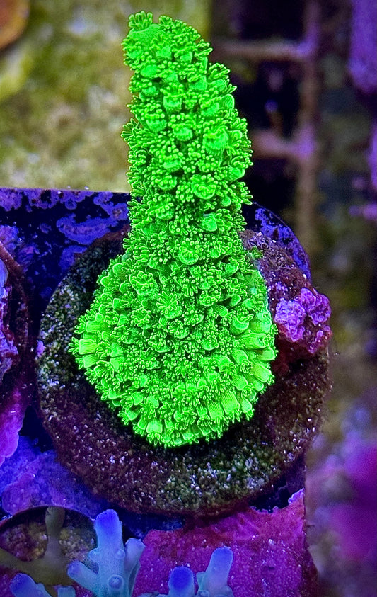 Bali Green Slimer