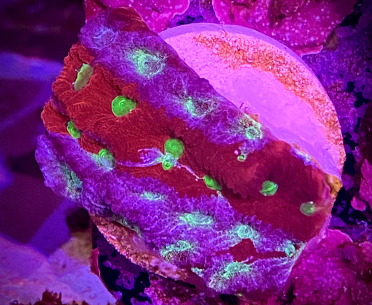 Ultra War Coral