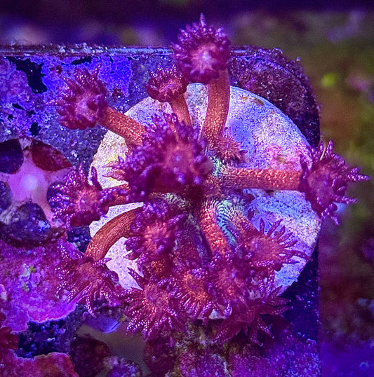 Rainbow Glitter Goniopora