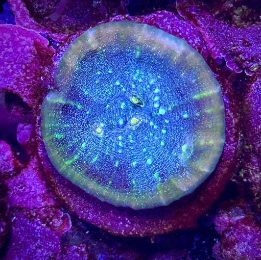 Trop’s Overdose Chalice